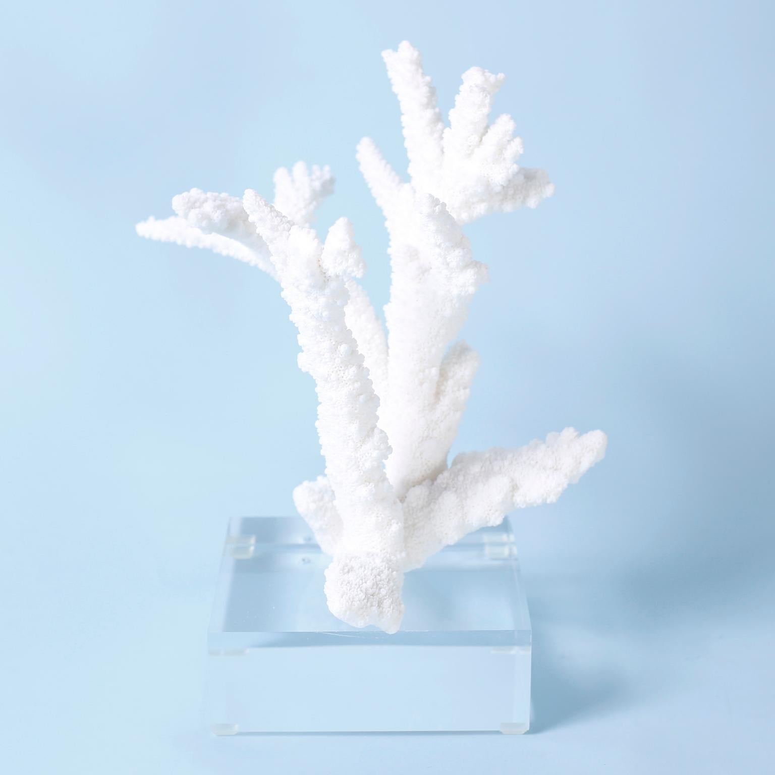 Three White Branch Coral Specimens on Lucite 3