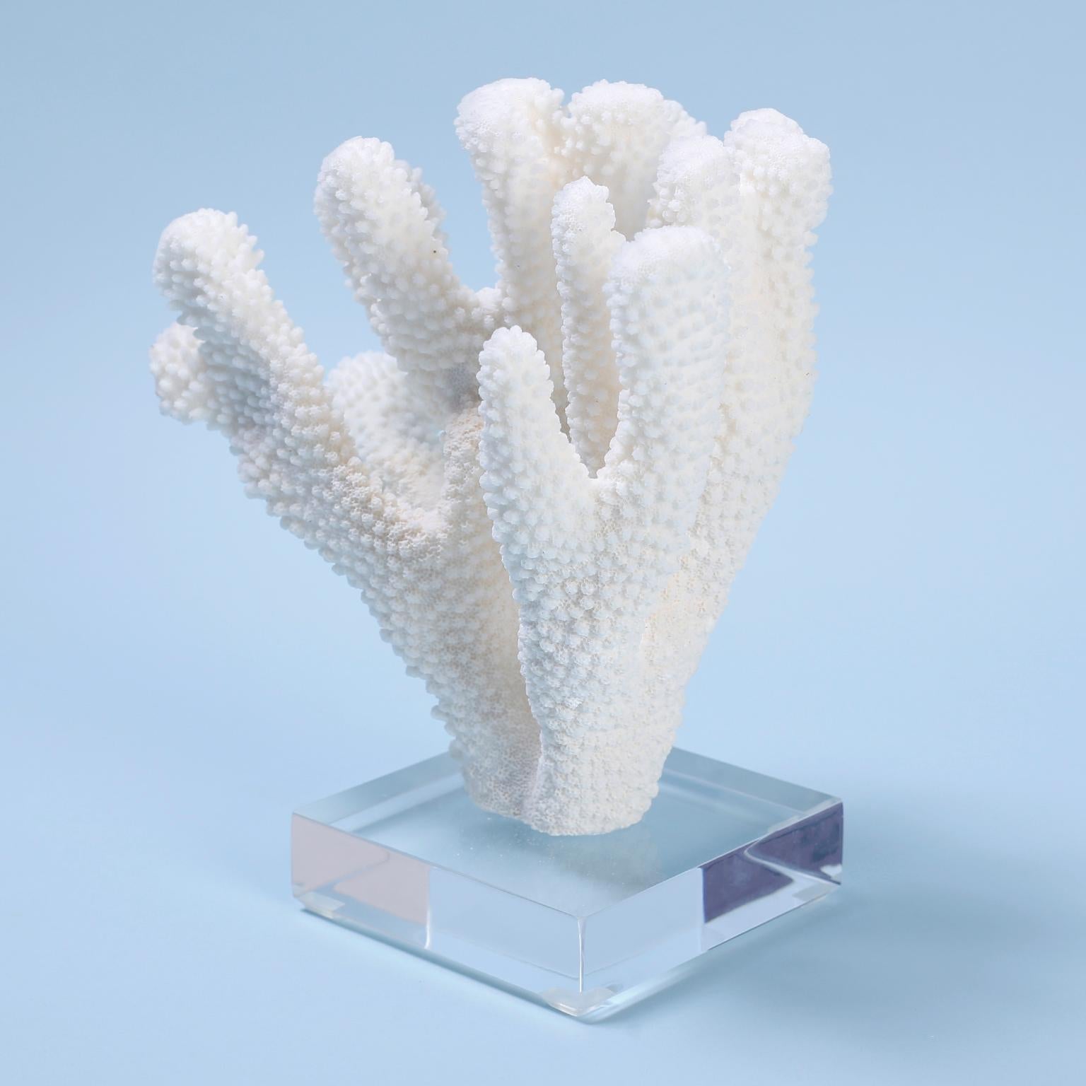 Two White Coral Specimens Mounted on Lucite For Sale 3
