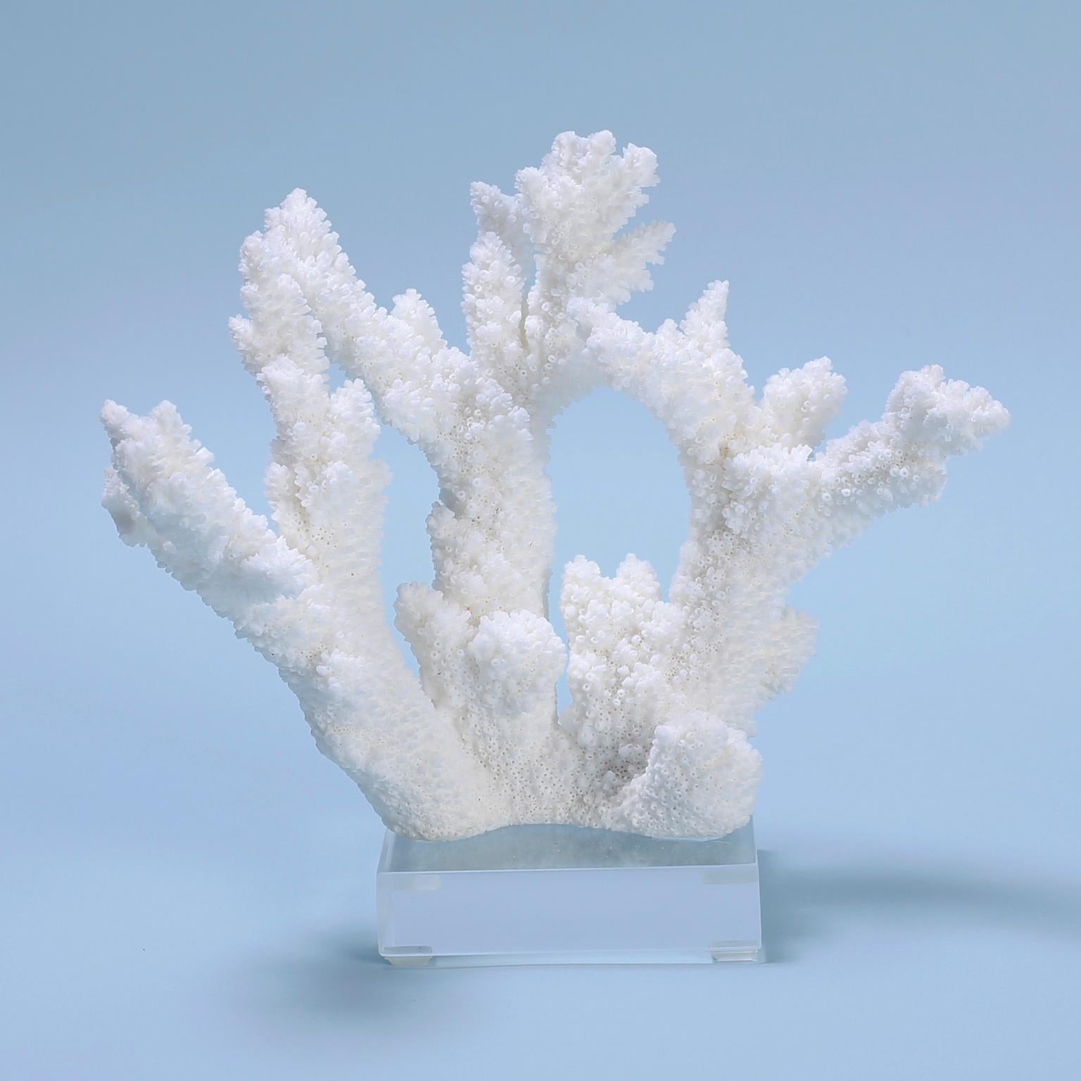 Here we have branch coral, bird’s nest coral (SOLD), and Pacific Elkhorn coral in their natural form, gloriously displayed on Lucite bases, adding a bright and chic presence to any interior. Priced individually. 

Available only in the United States