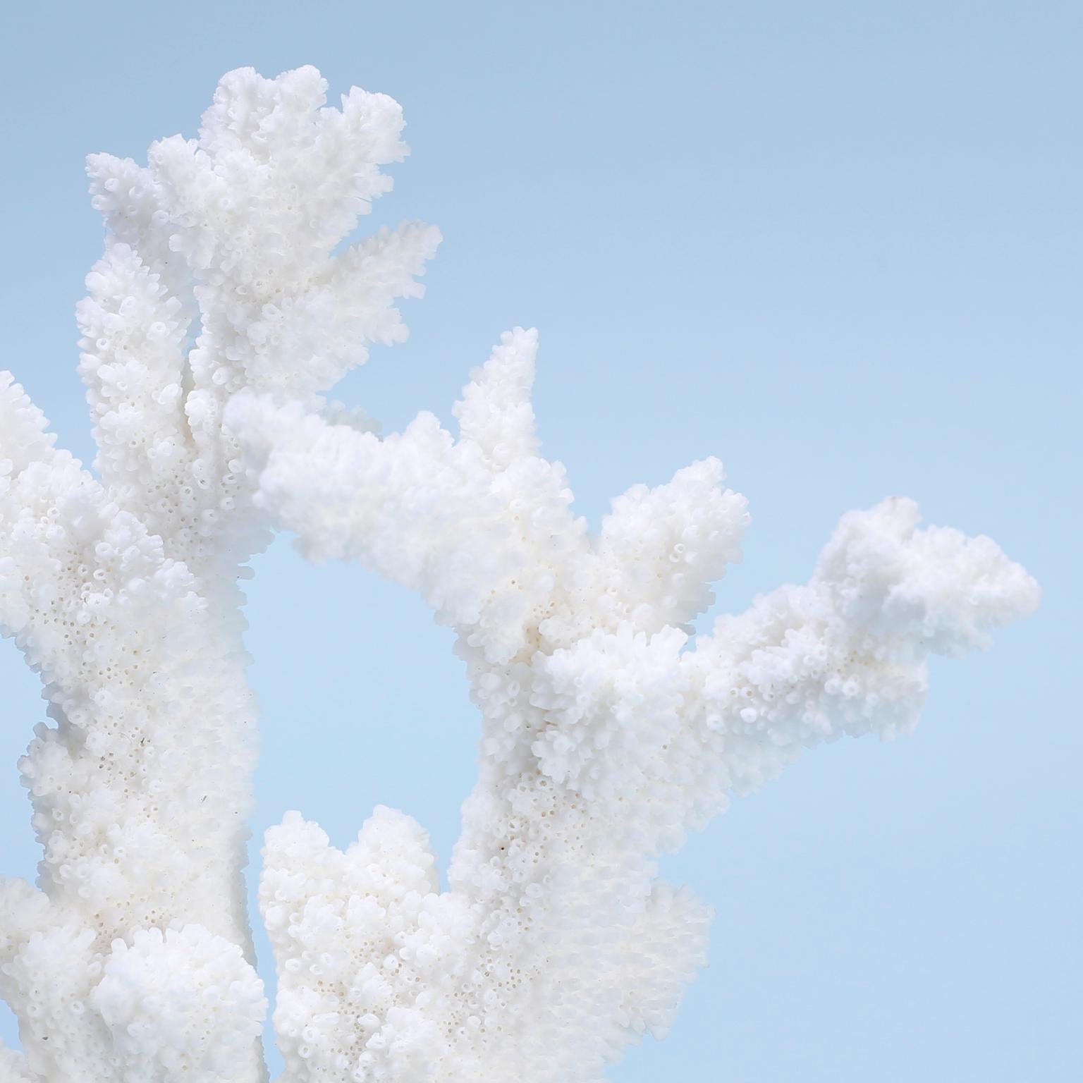 white coral ornament