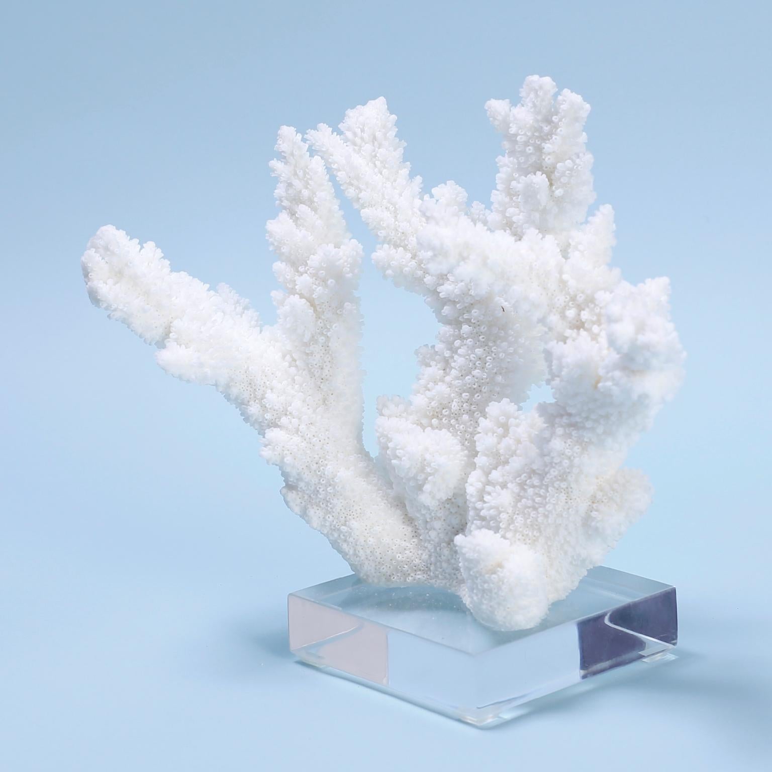 Organic Modern Two White Coral Specimens Mounted on Lucite For Sale