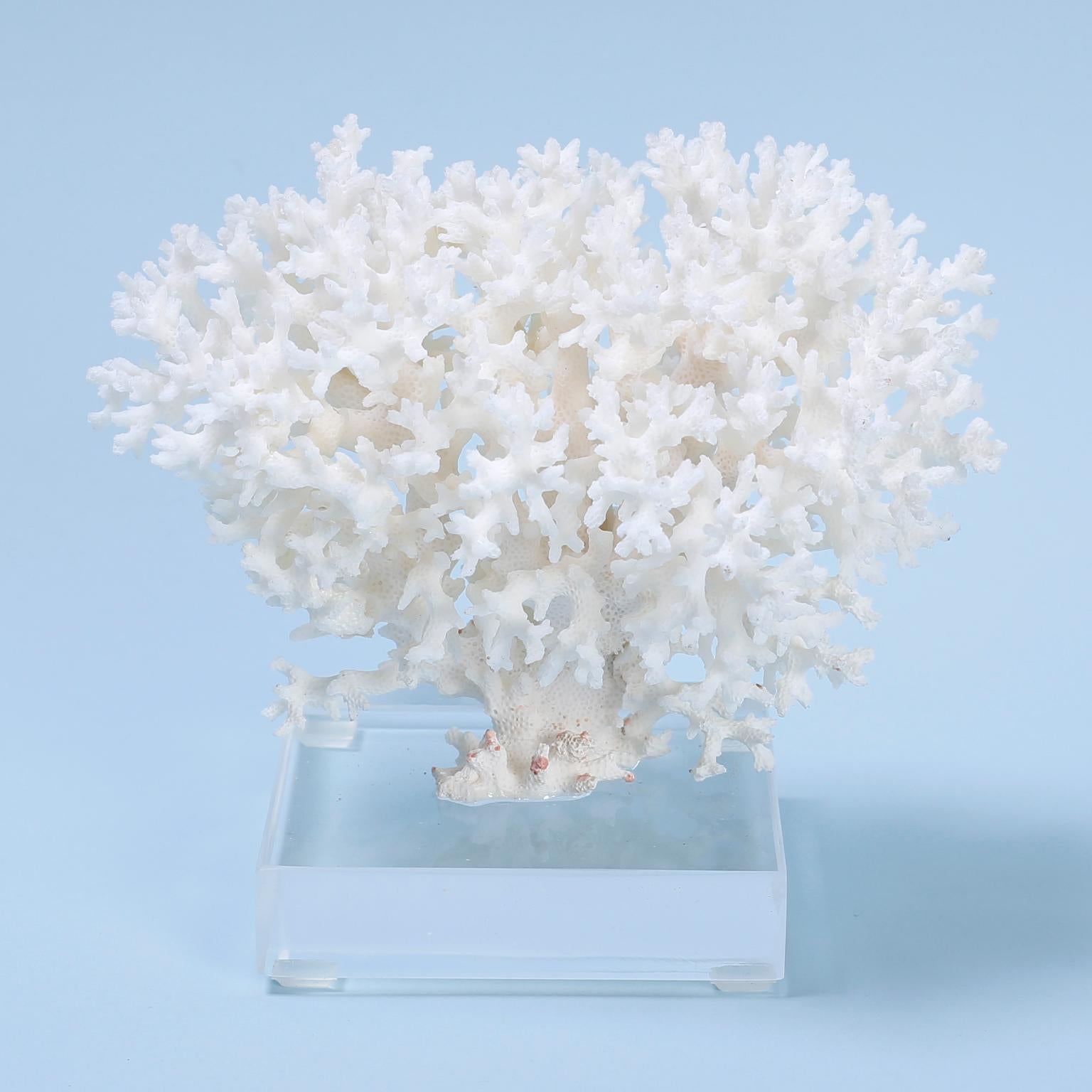 American Two White Coral Specimens Mounted on Lucite For Sale