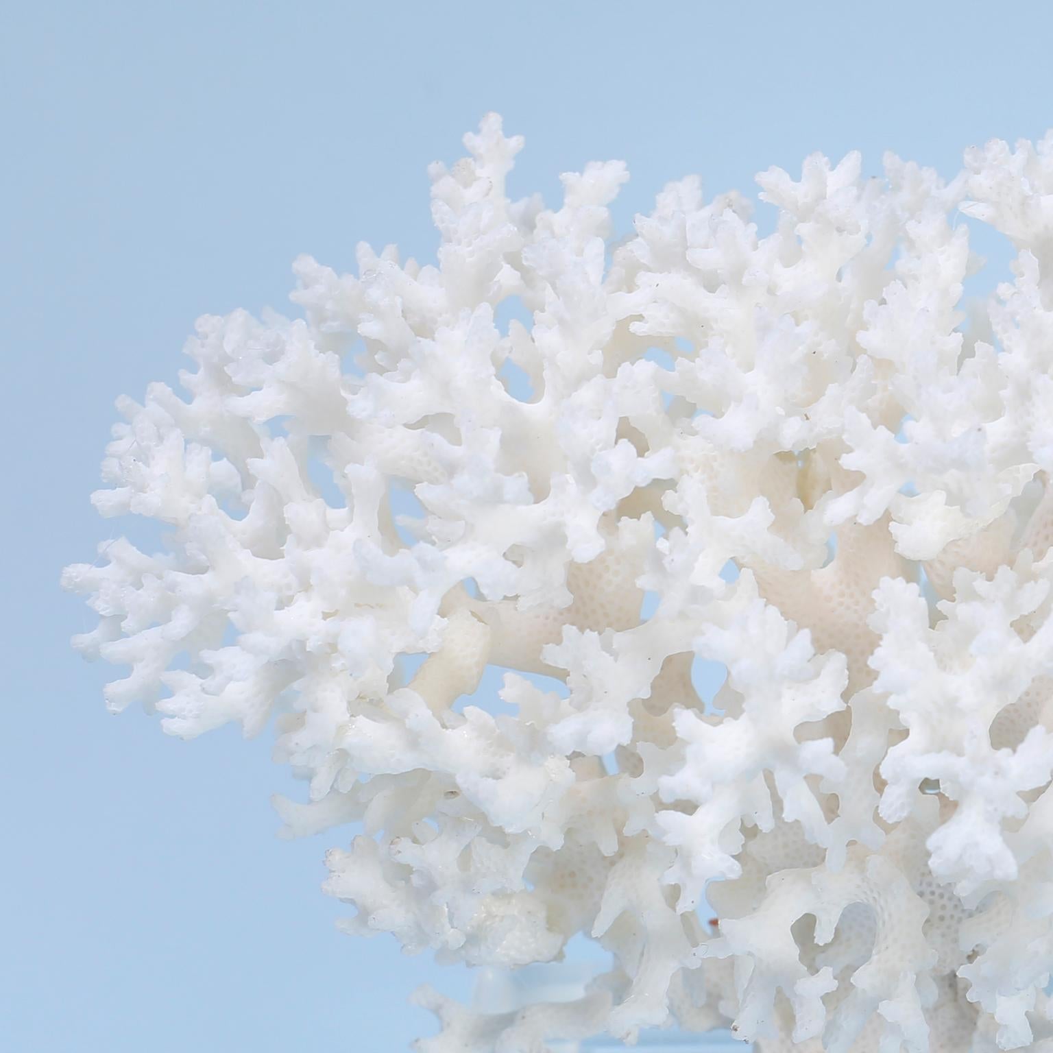 Two White Coral Specimens Mounted on Lucite In Good Condition For Sale In Palm Beach, FL