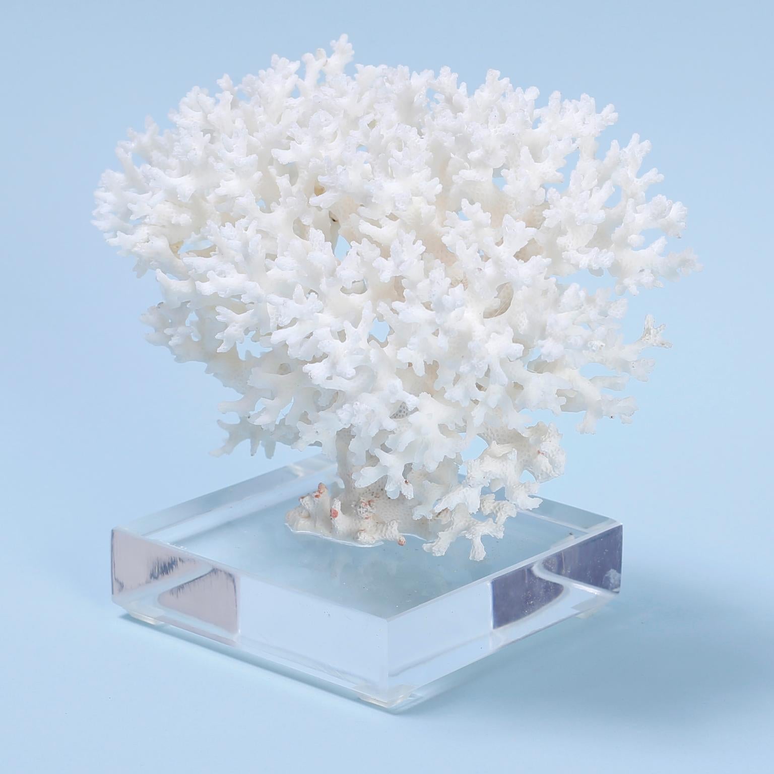 Contemporary Two White Coral Specimens Mounted on Lucite For Sale