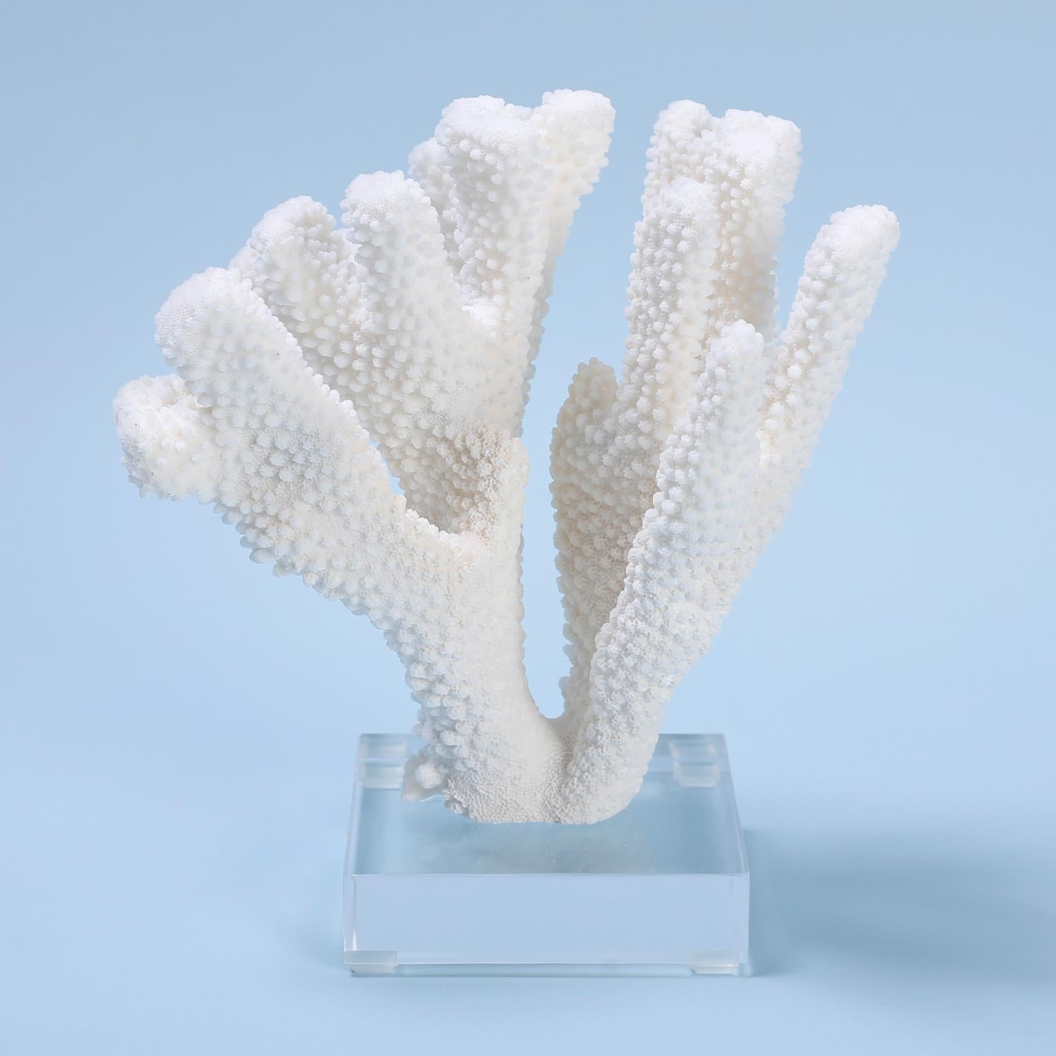 Two White Coral Specimens Mounted on Lucite For Sale 1