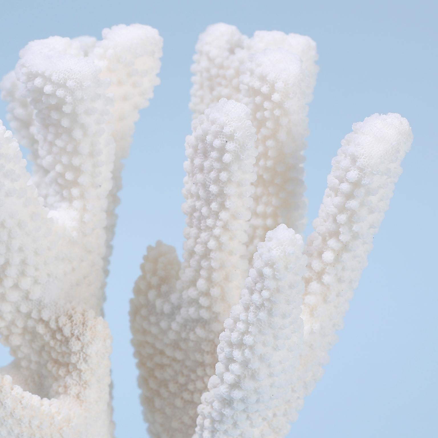 Two White Coral Specimens Mounted on Lucite For Sale 2