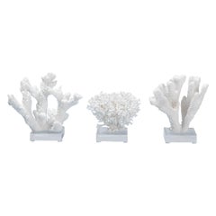 Two White Coral Specimens Mounted on Lucite