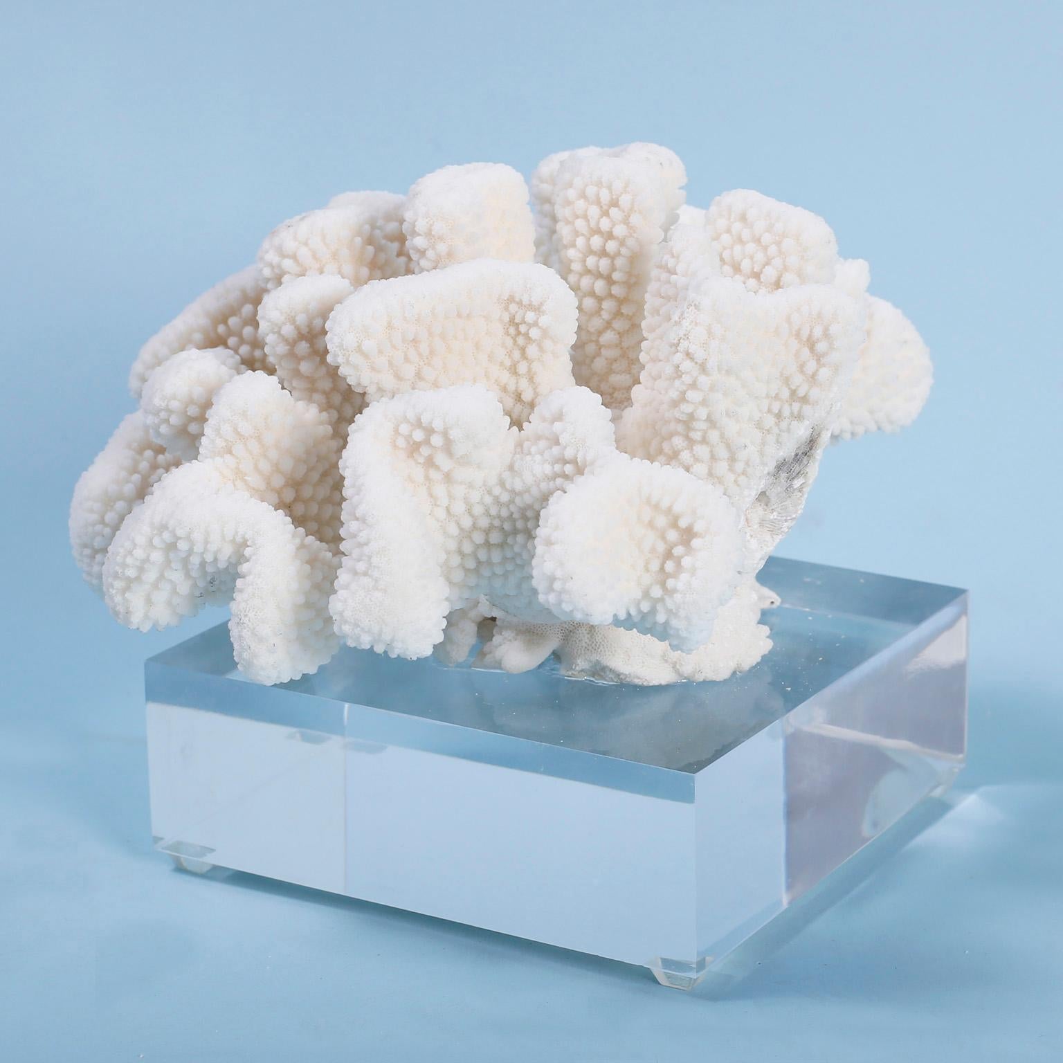 Two White Coral Specimens on Lucite, Priced Individually For Sale 4
