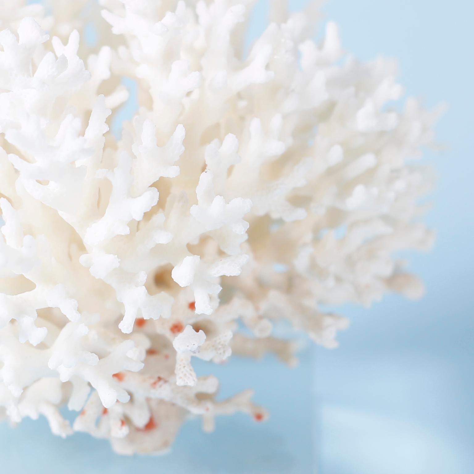 Three White Coral Specimens on Lucite, Priced Individually 5