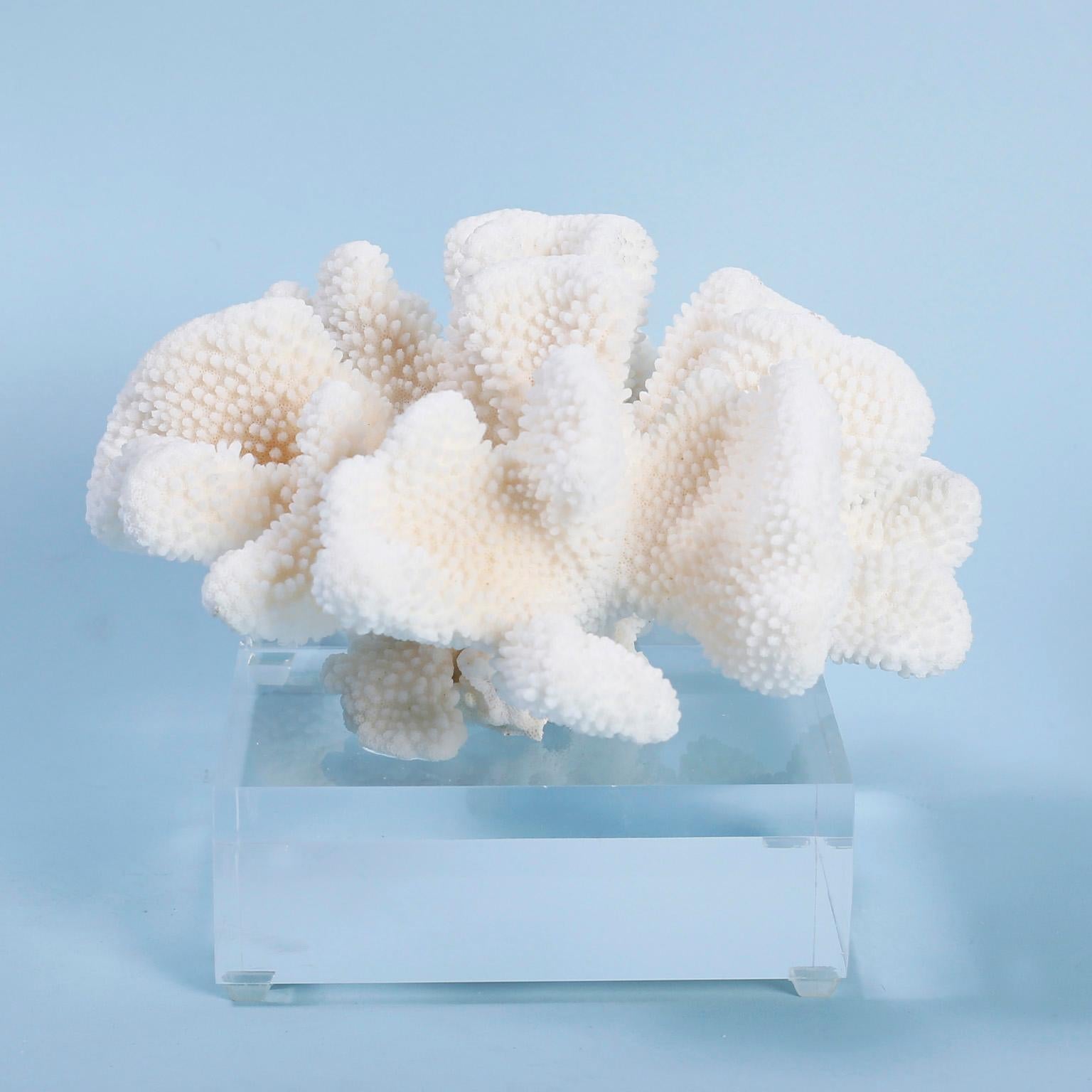 Cauliflower coral specimens with their distinctive sea inspired form, organic texture, and bleached white color. Presented on thick Lucite stands to enhance the sculptural elements. Priced individually. 

Available only in the United States of