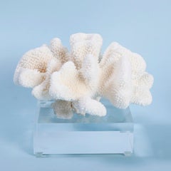 Two White Coral Specimens on Lucite, Priced Individually
