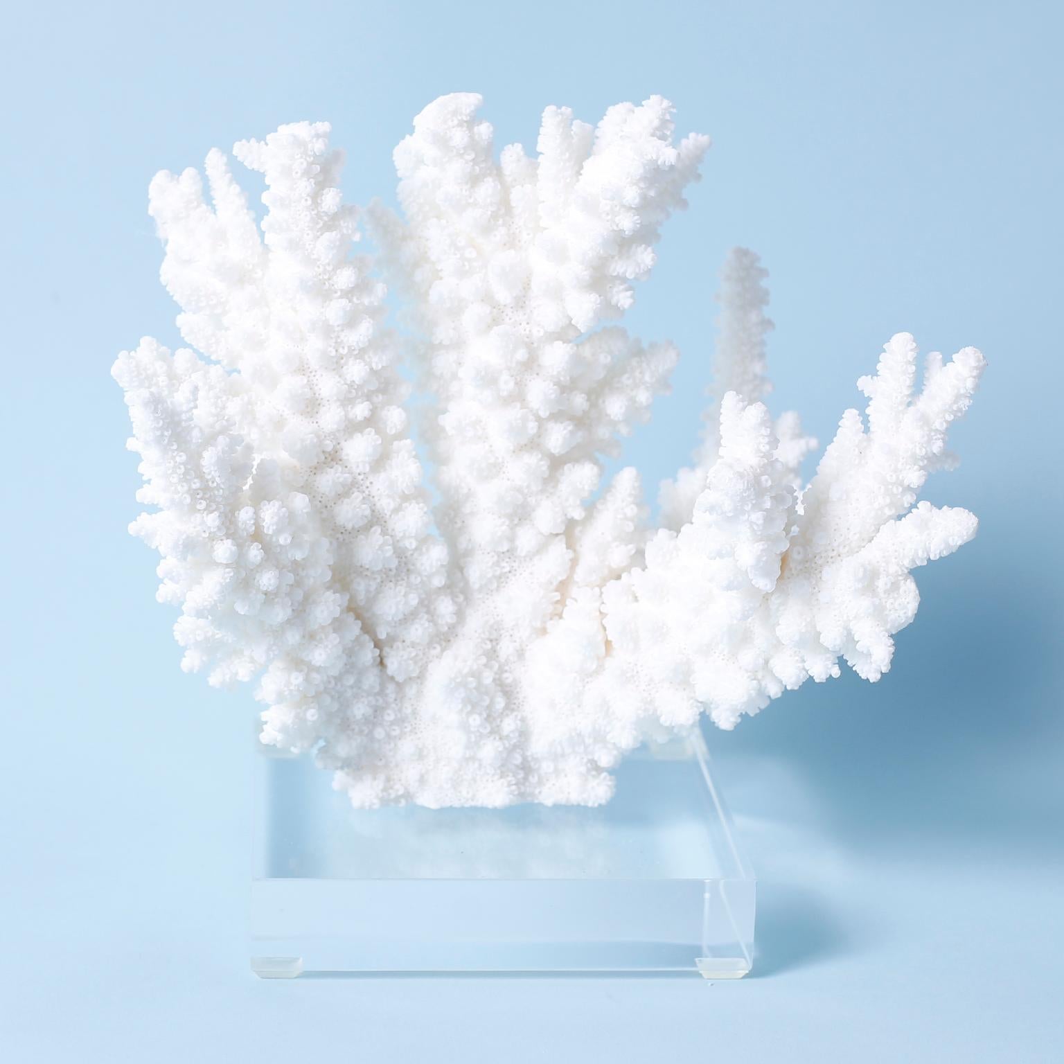 Three dramatic branch coral specimens each with its bleached white color and sea inspired form and texture, presented on Lucite bases to enhance their sculptural elements. 

Please note that coral cannot be exported out of the USA without a Cities