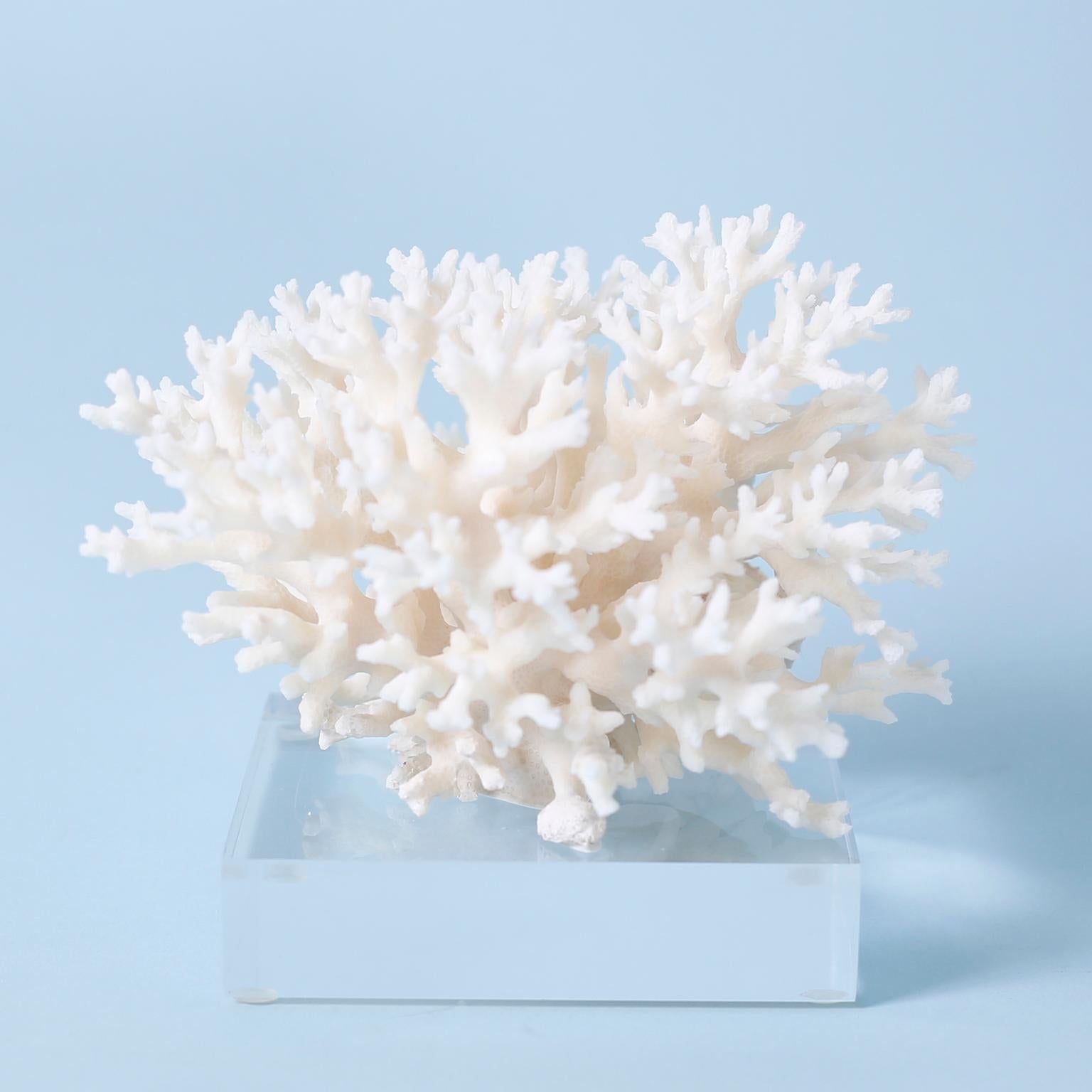 Three lofty lace coral specimens each with its bleached white color and unique sea inspired form and texture, presented on Lucite bases to enhance their sculptural elements. Priced individually.

Please note that coral cannot be exported out of the