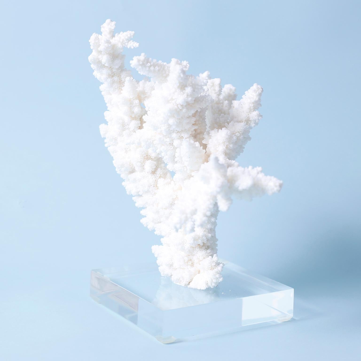Mid-Century Modern Three White Coral Specimens on Lucite, Priced Individually For Sale