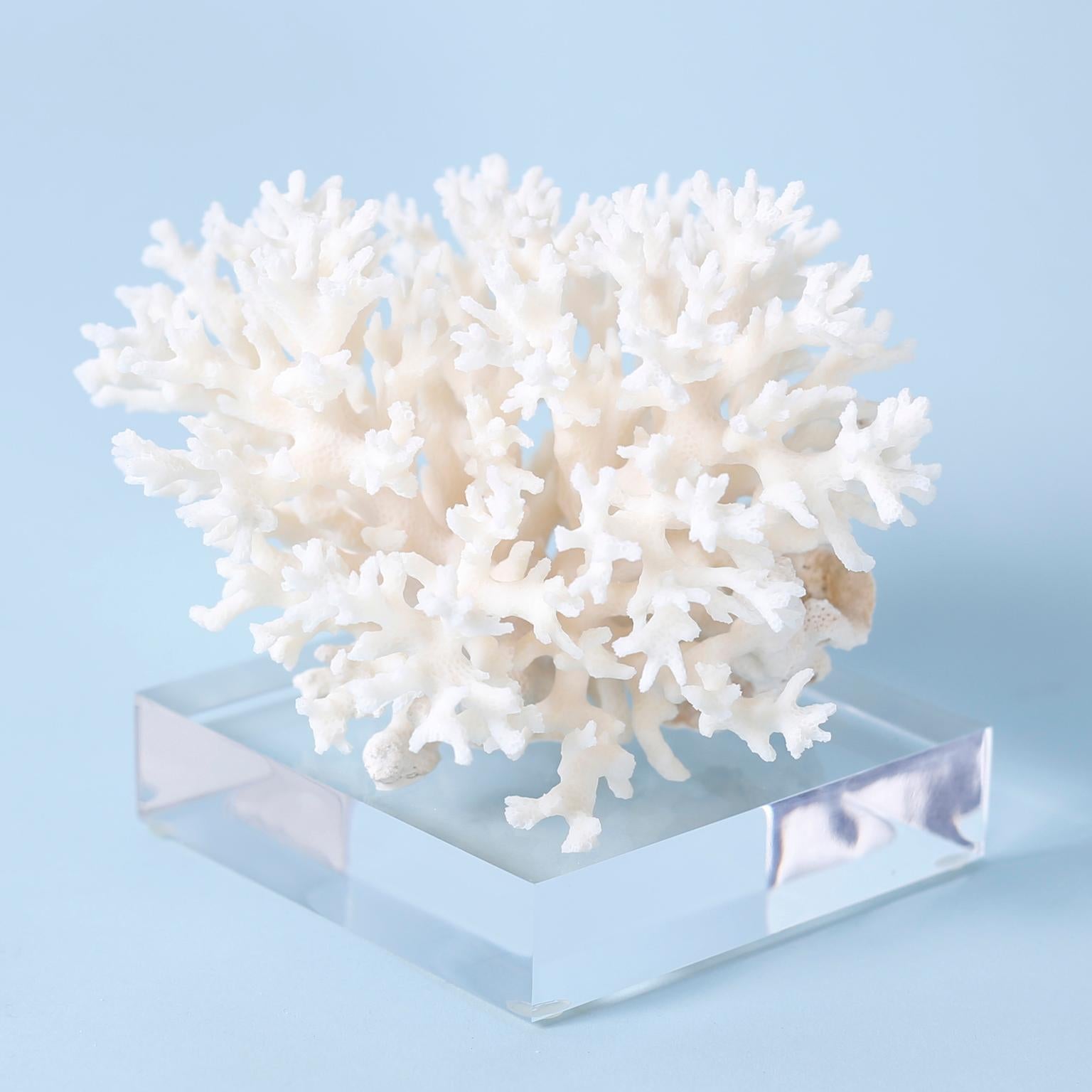 Mid-Century Modern Three White Coral Specimens on Lucite, Priced Individually