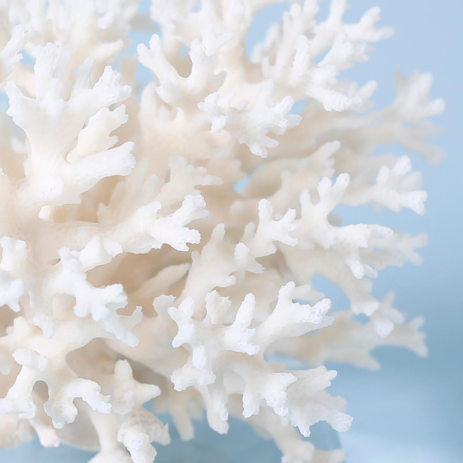 Three White Coral Specimens on Lucite, Priced Individually In New Condition In Palm Beach, FL