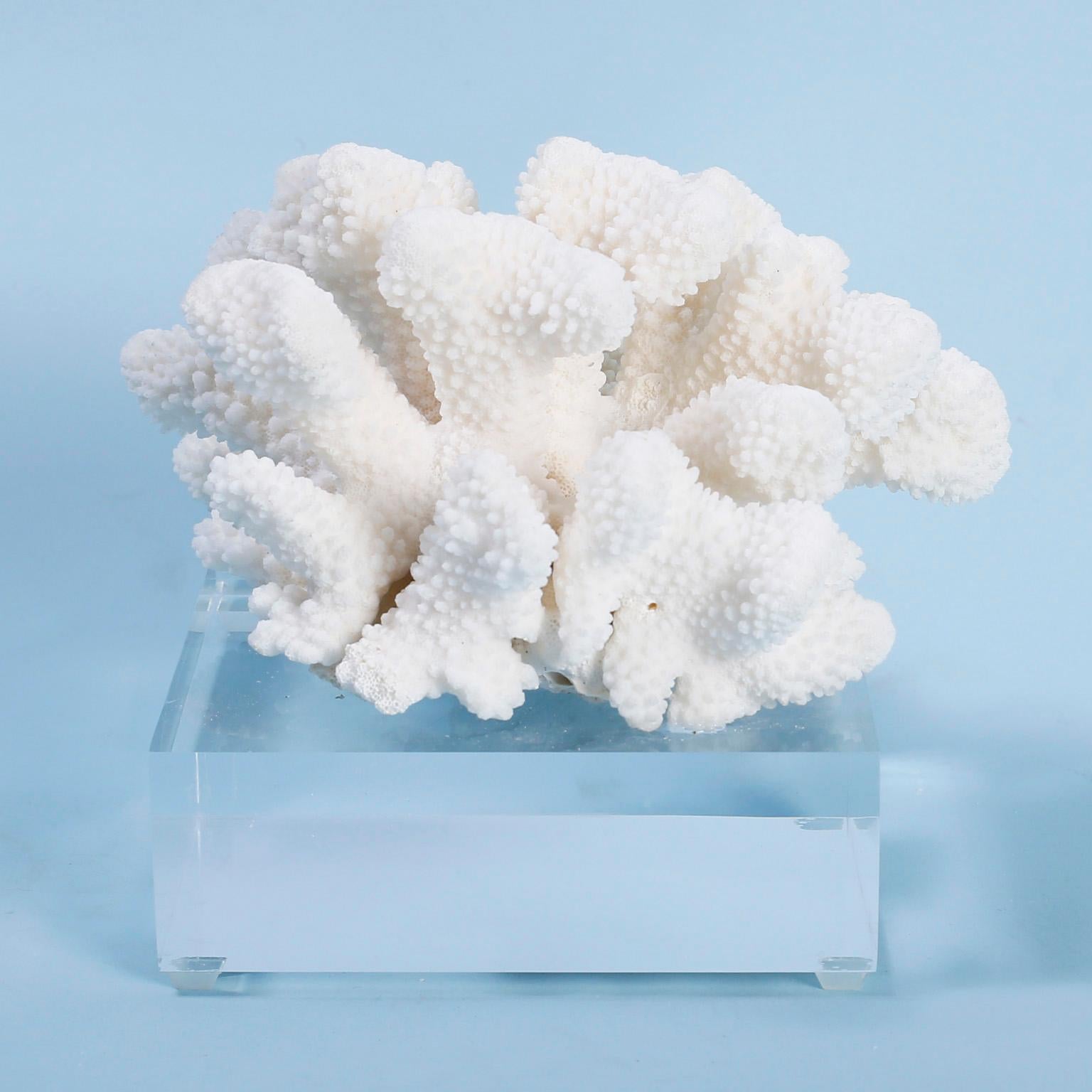 Two White Coral Specimens on Lucite, Priced Individually In Excellent Condition For Sale In Palm Beach, FL