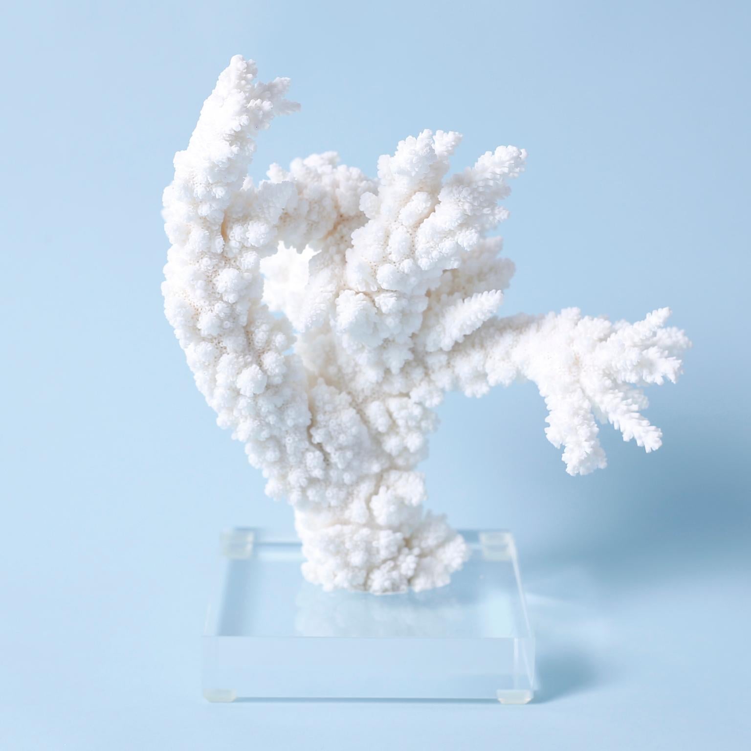 Three White Coral Specimens on Lucite, Priced Individually In New Condition For Sale In Palm Beach, FL