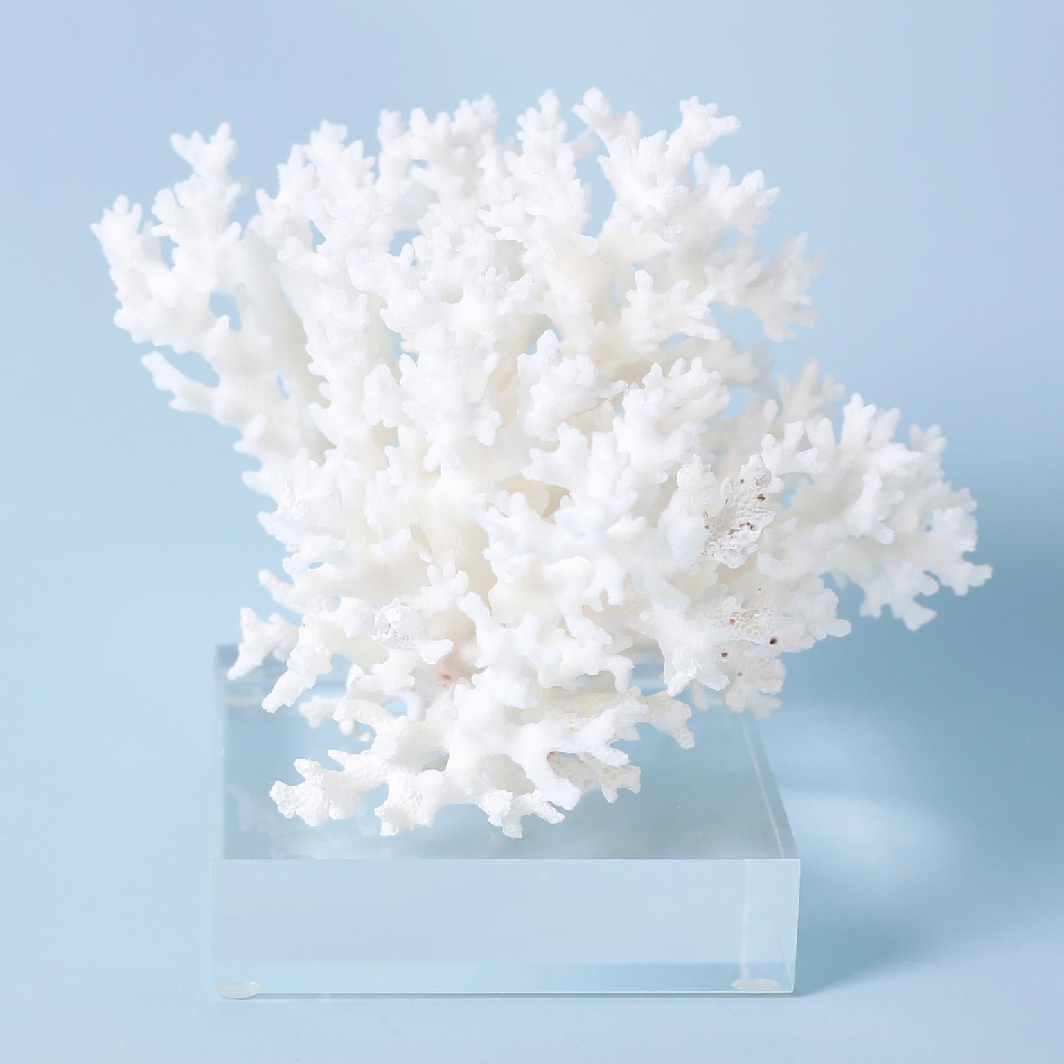 Contemporary Three White Coral Specimens on Lucite, Priced Individually