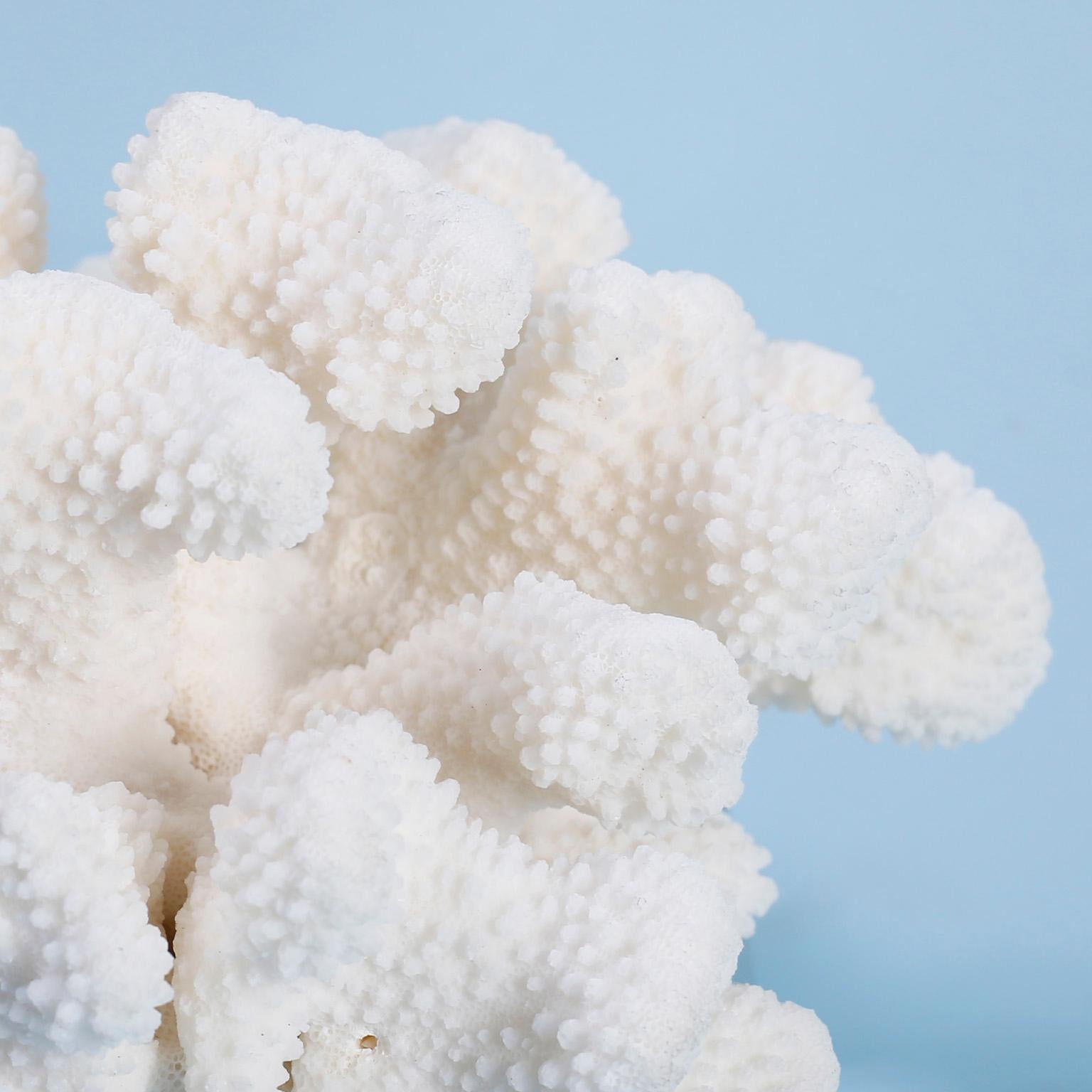 Contemporary Two White Coral Specimens on Lucite, Priced Individually For Sale