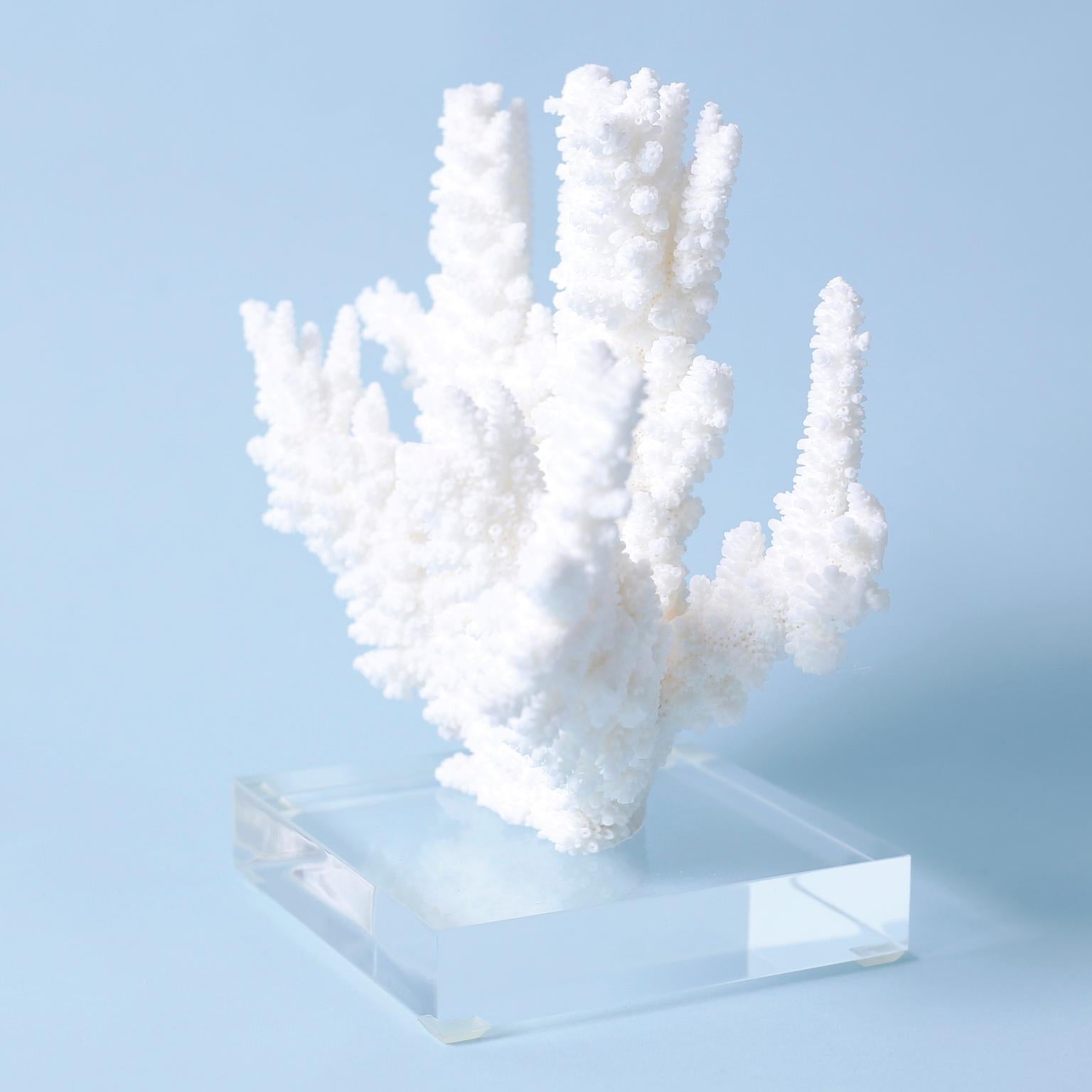 Contemporary Three White Coral Specimens on Lucite, Priced Individually For Sale