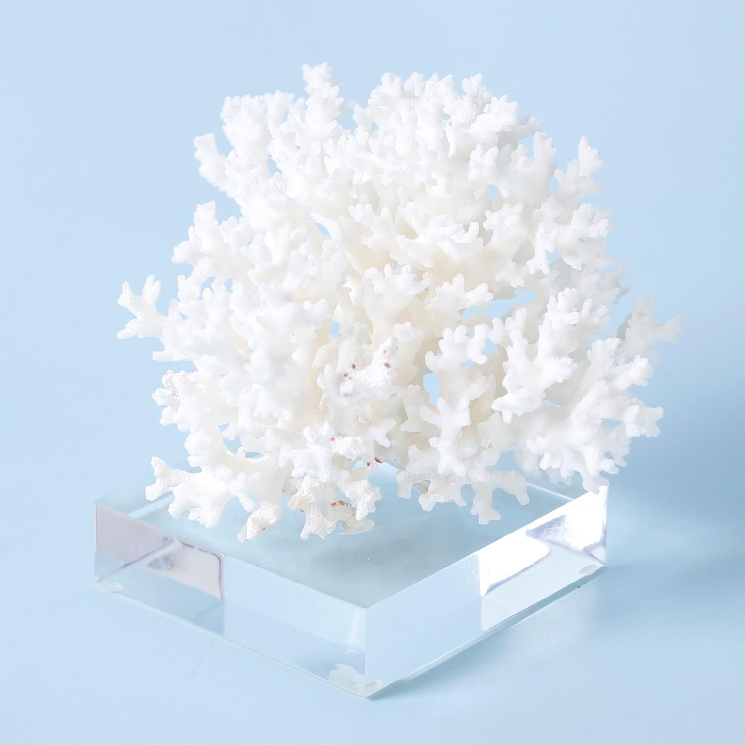 Three White Coral Specimens on Lucite, Priced Individually 1