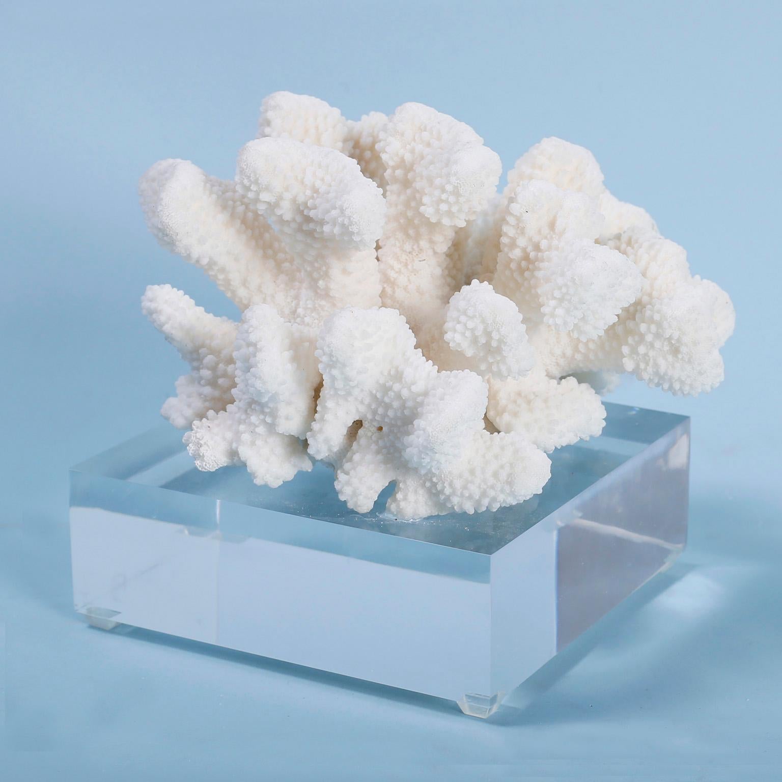 Two White Coral Specimens on Lucite, Priced Individually For Sale 1