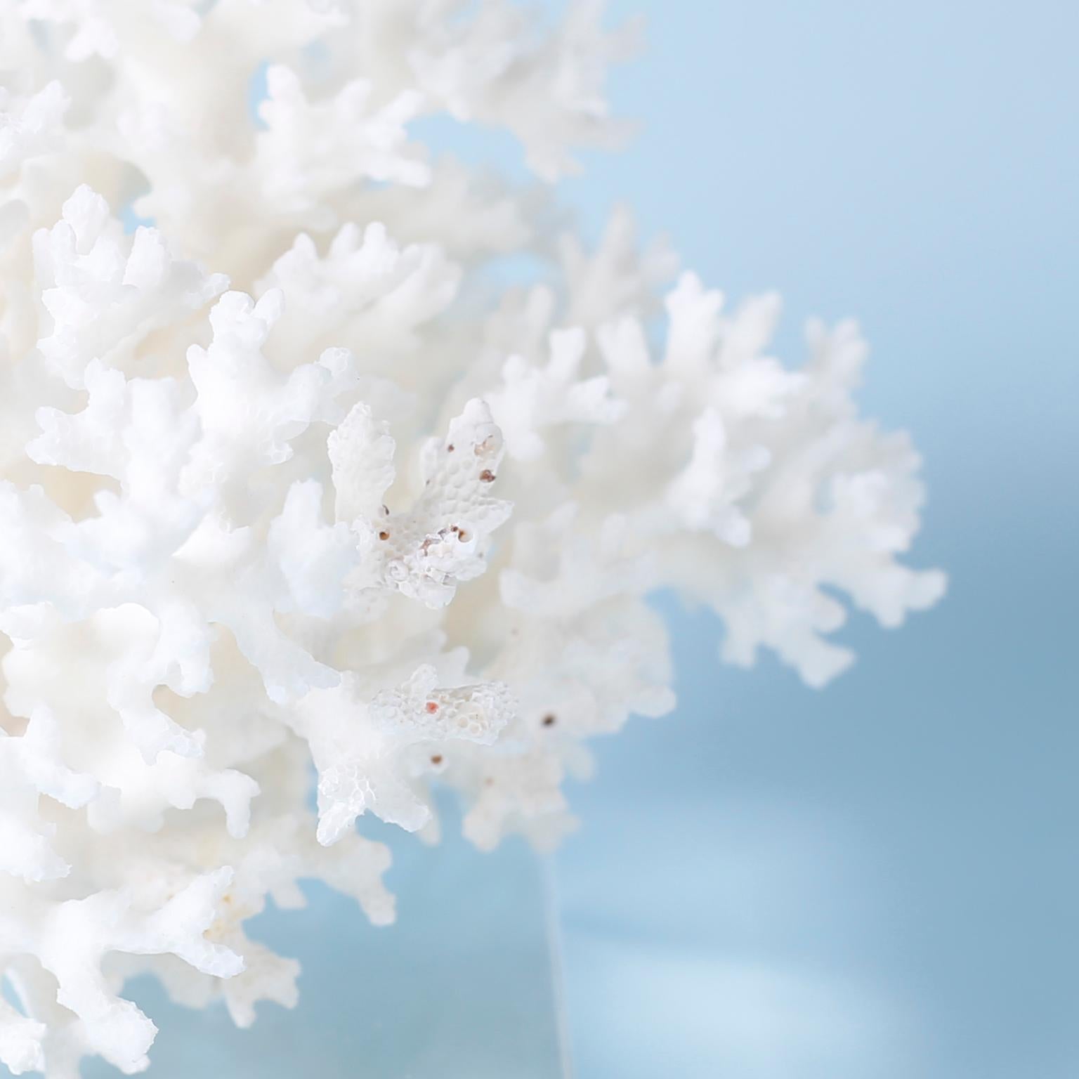 Three White Coral Specimens on Lucite, Priced Individually 2