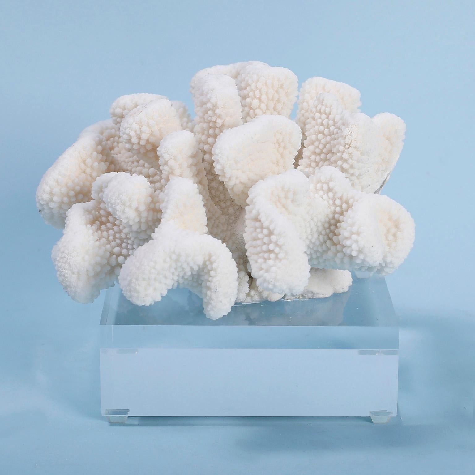 Two White Coral Specimens on Lucite, Priced Individually For Sale 2