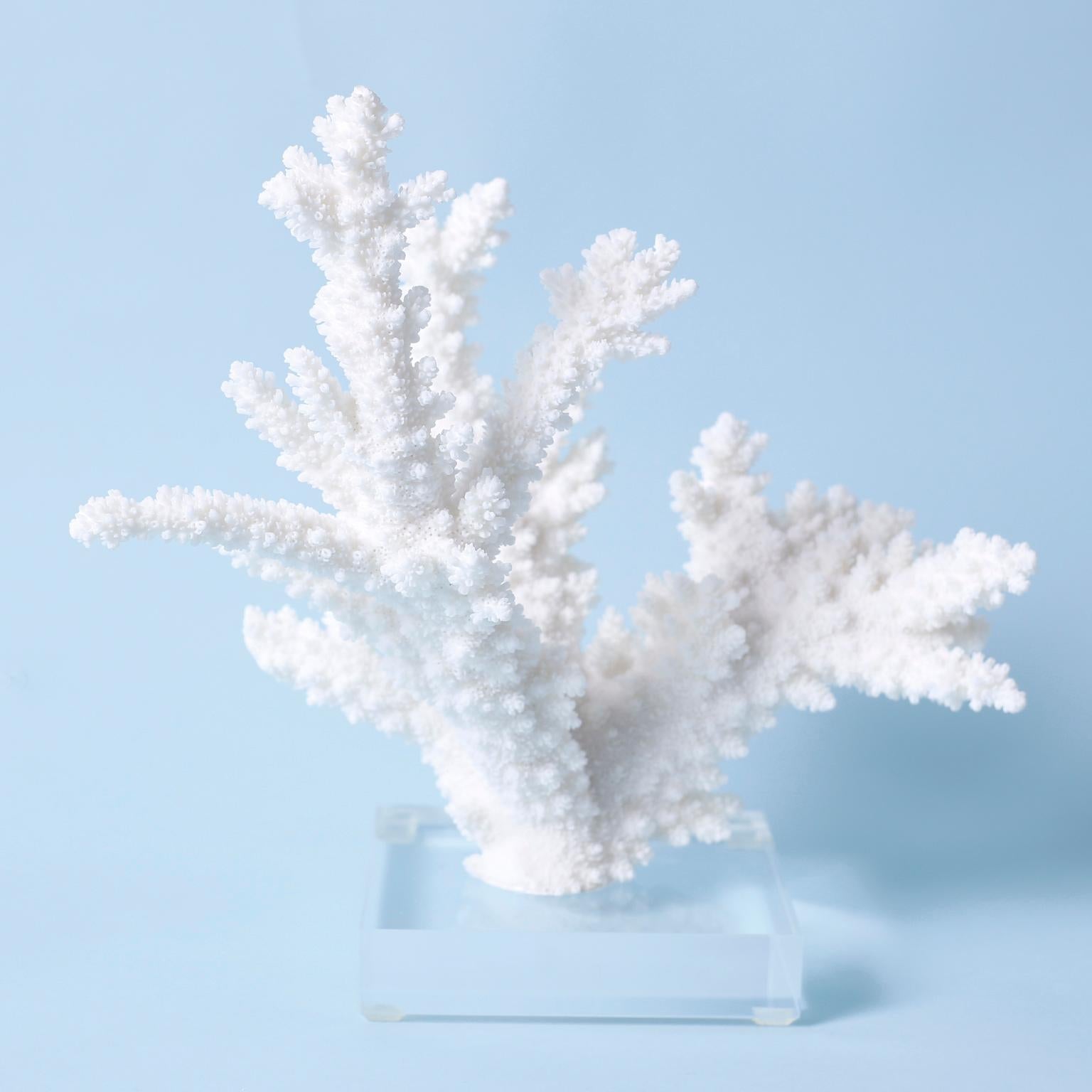 Three White Coral Specimens on Lucite, Priced Individually For Sale 2