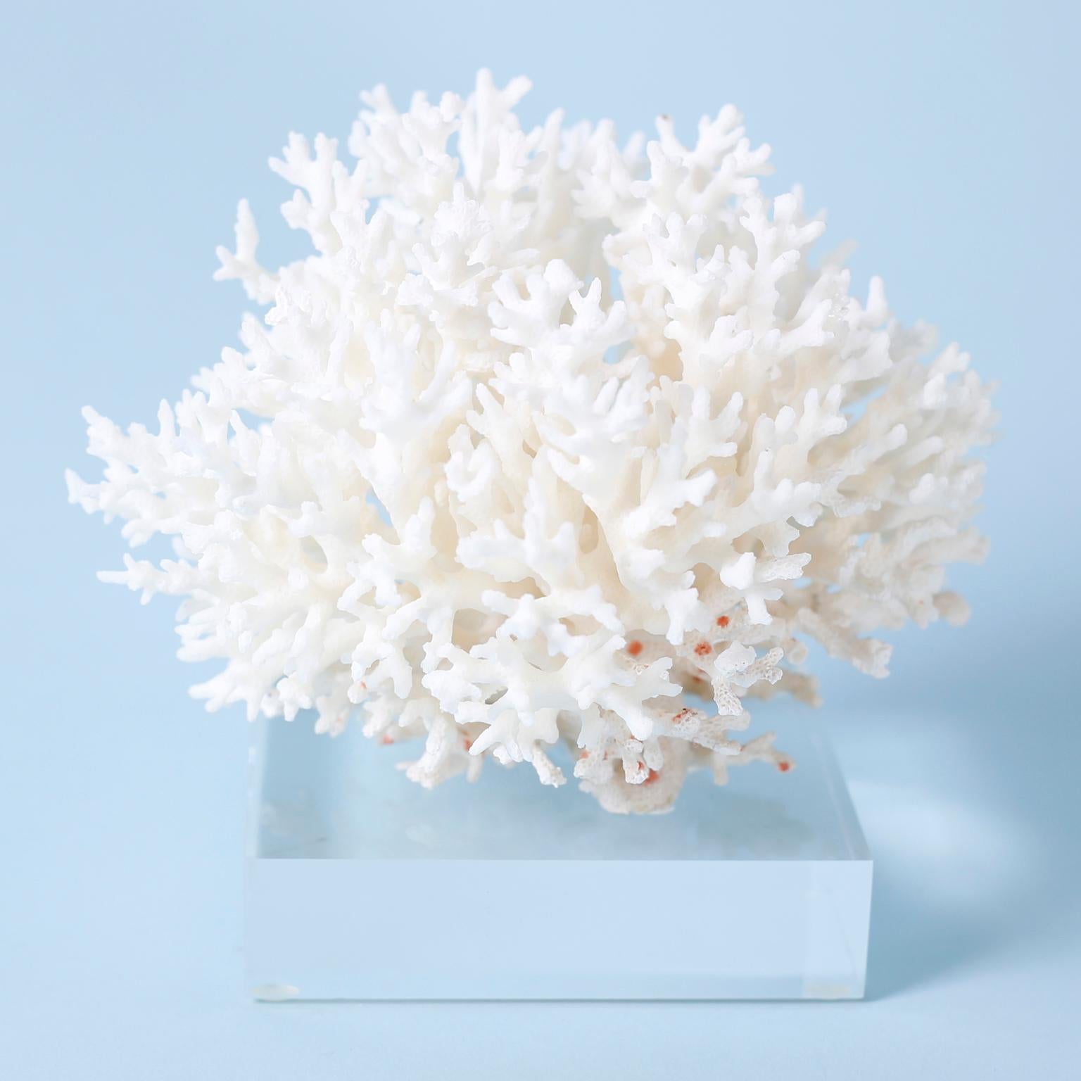 Three White Coral Specimens on Lucite, Priced Individually 3