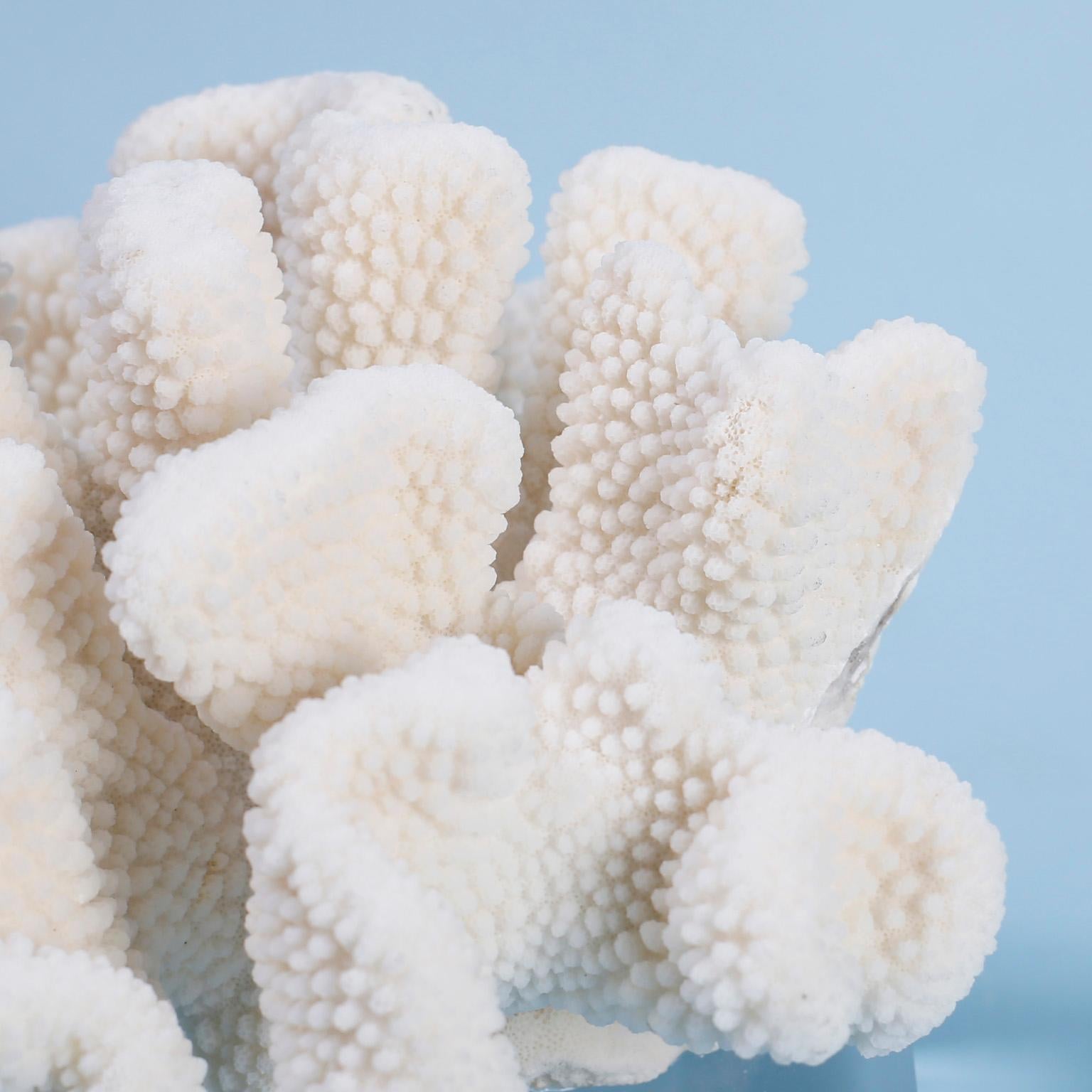 Two White Coral Specimens on Lucite, Priced Individually For Sale 3