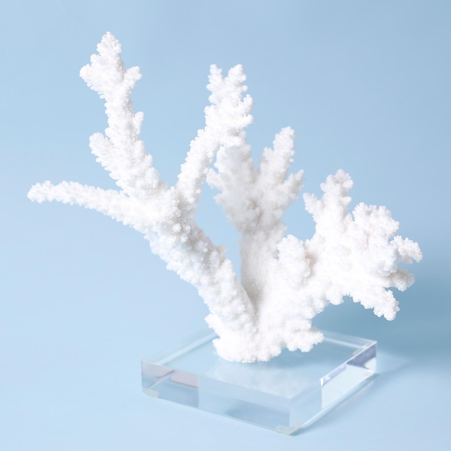 Three White Coral Specimens on Lucite, Priced Individually For Sale 3