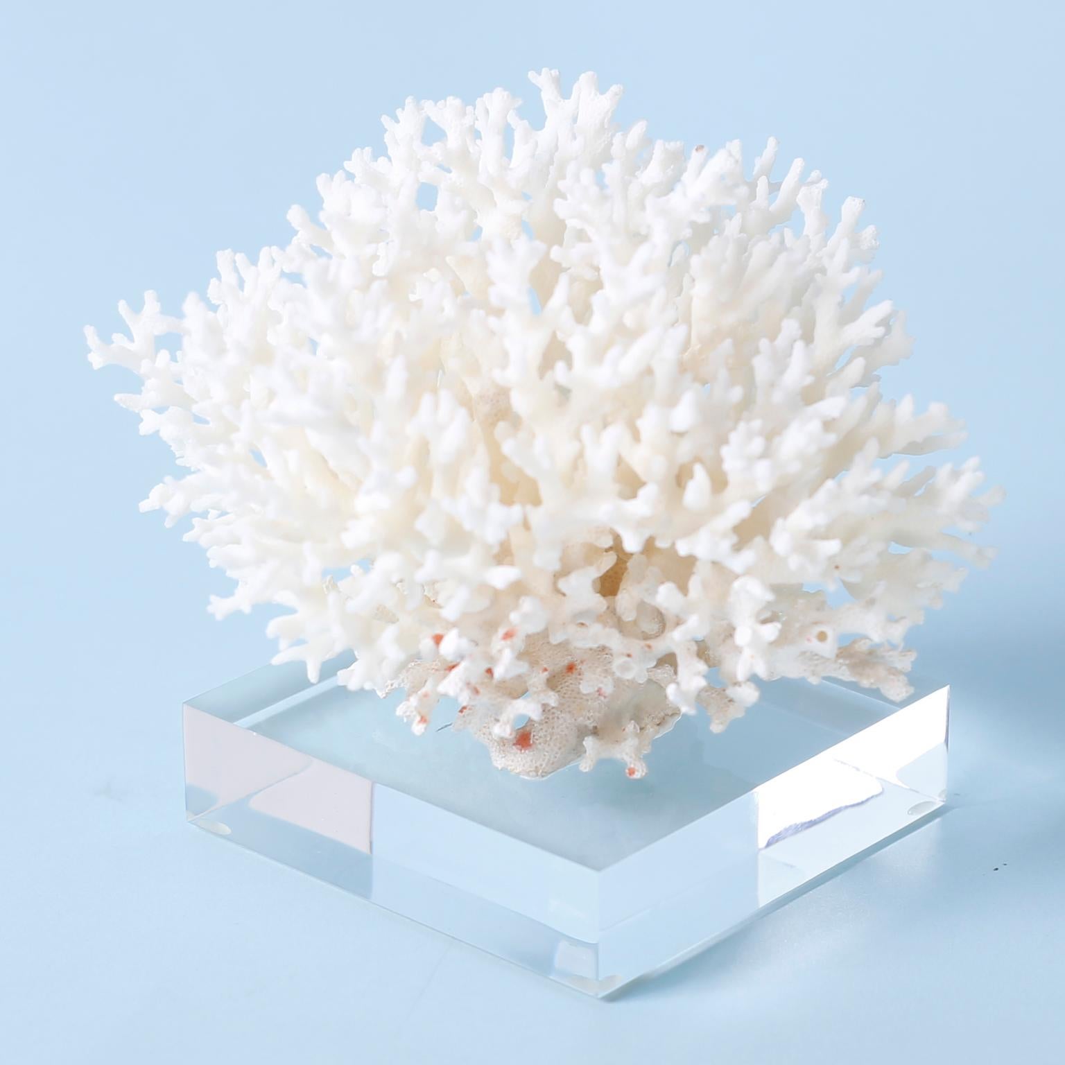 Three White Coral Specimens on Lucite, Priced Individually 4