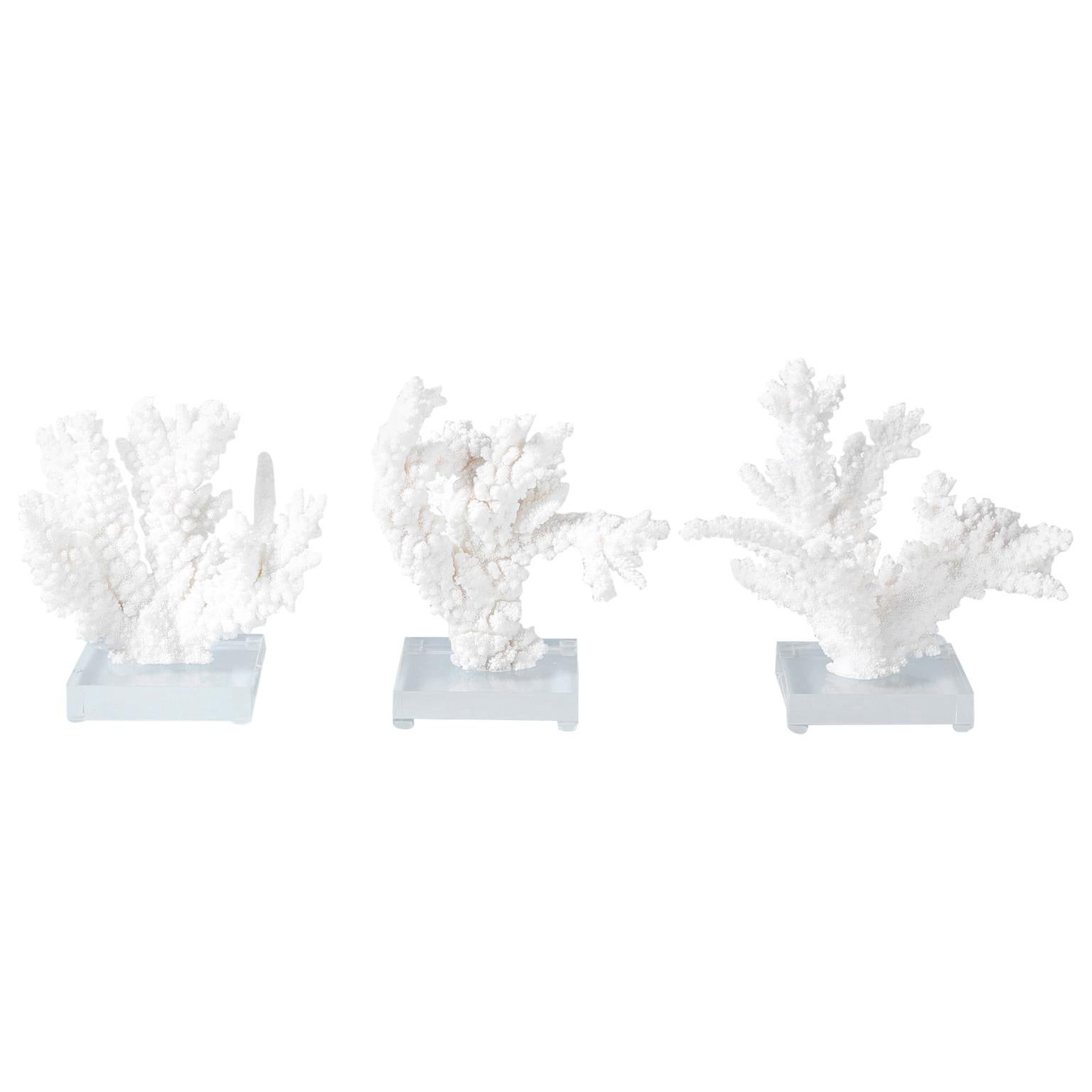Trois spécimens de corail blanc sur lucite, vendus individuellement