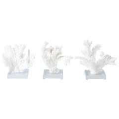 Three White Coral Specimens on Lucite, Priced Individually
