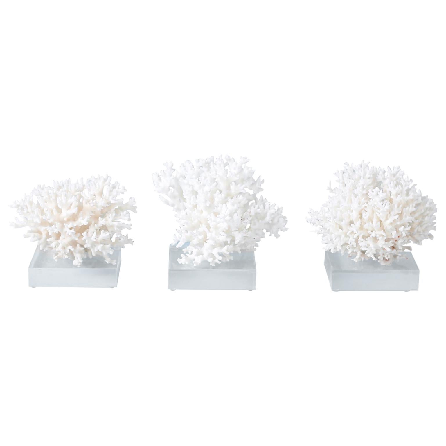 Three White Coral Specimens on Lucite, Priced Individually