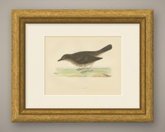 Thrush and Earthworm, Song Thrush Antique Bird Print, Morris, 1896
