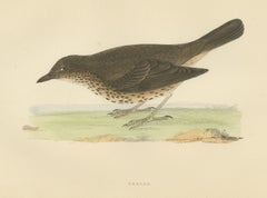 Thrush and Earthworm, Song Thrush Antique Bird Print, Morris, 1896