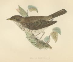 Thrush Nightingale on a Mossy Branch, Antique Morris Bird Print, 1896