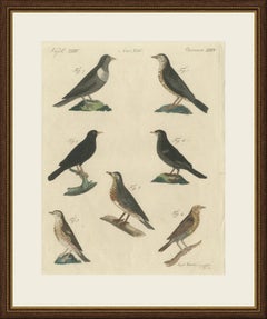 Drosseln, Amsel und Ringdrossel, antiker Bertuch-Druck, Wien, um 1805