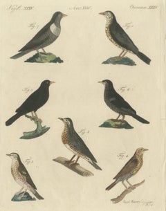 Drosseln, Amsel und Ringdrossel, antiker Bertuch-Druck, Wien, um 1805