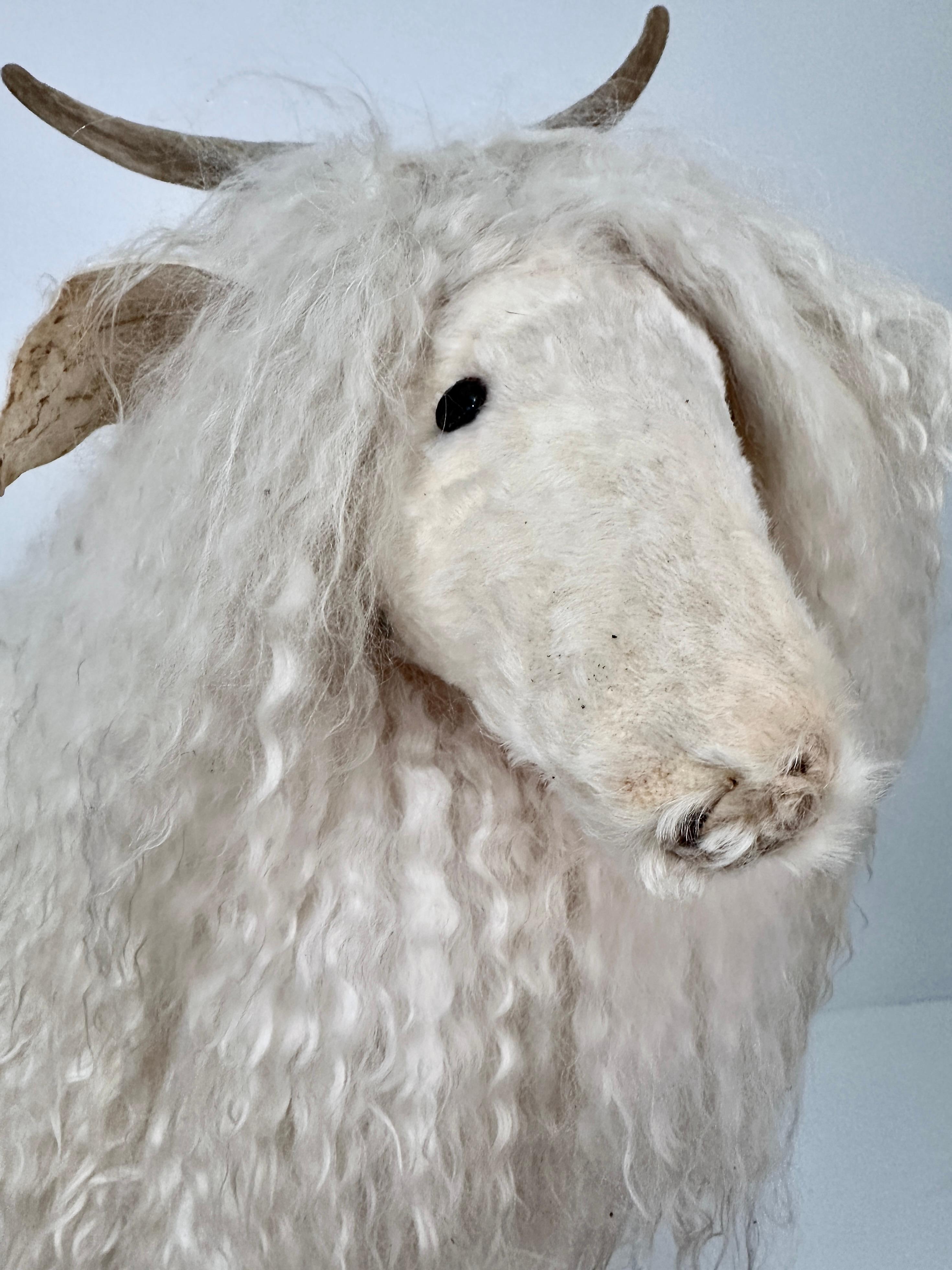 Wool Tibetan Sheep Footstool w/ Natural Sheep Horns For Sale