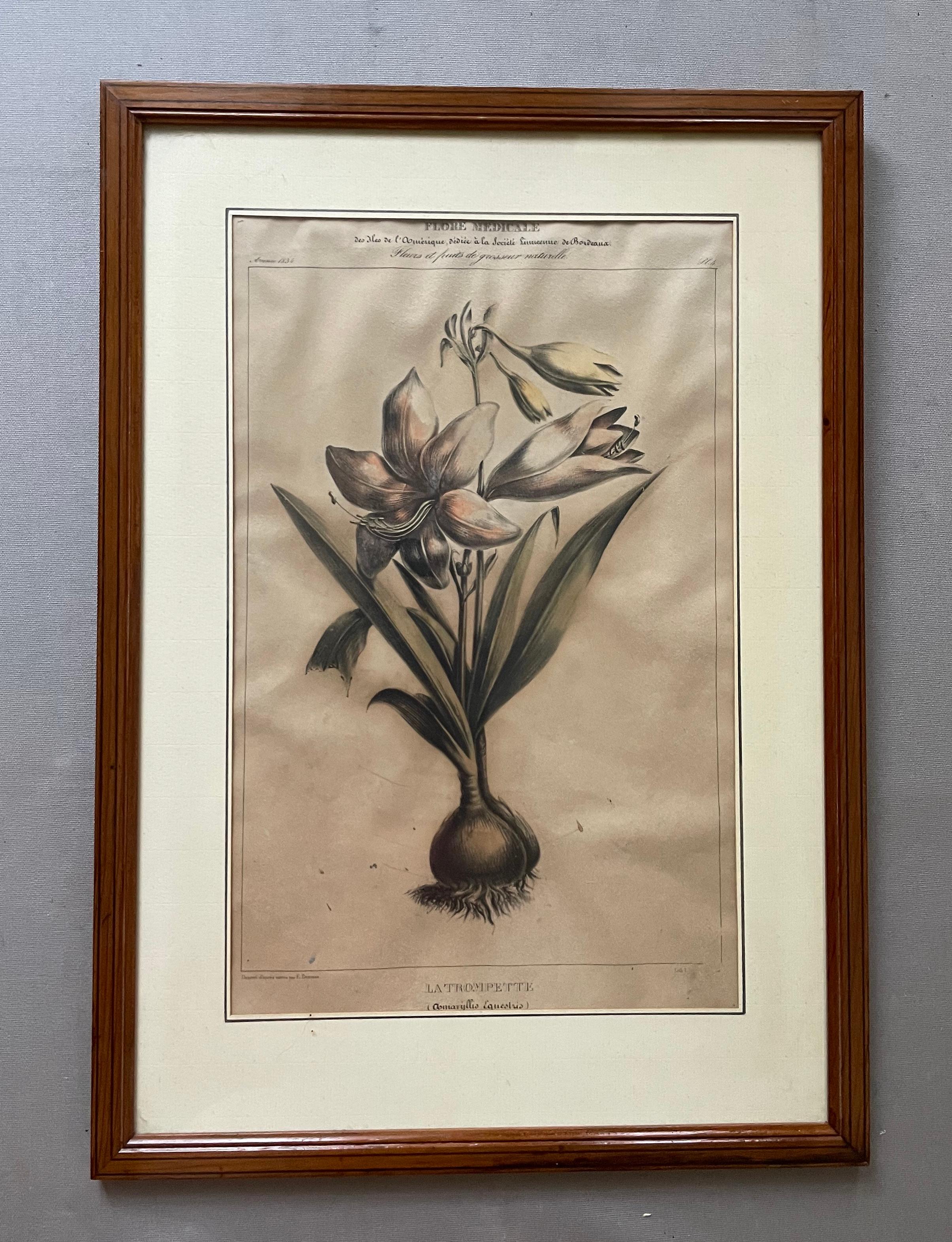 Dos litografías botánicas, Flora de América en venta 6