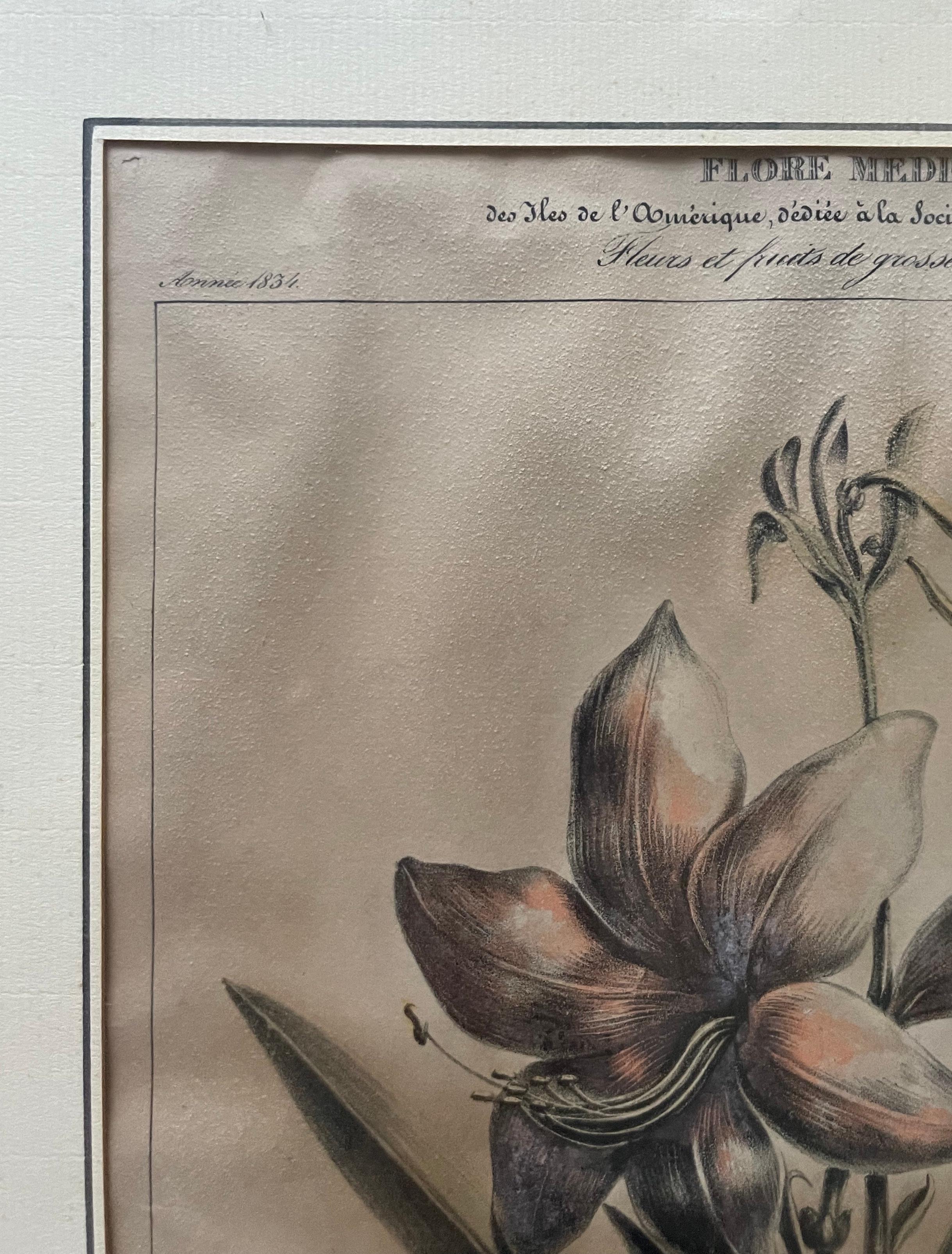 Dos litografías botánicas, Flora de América en venta 8
