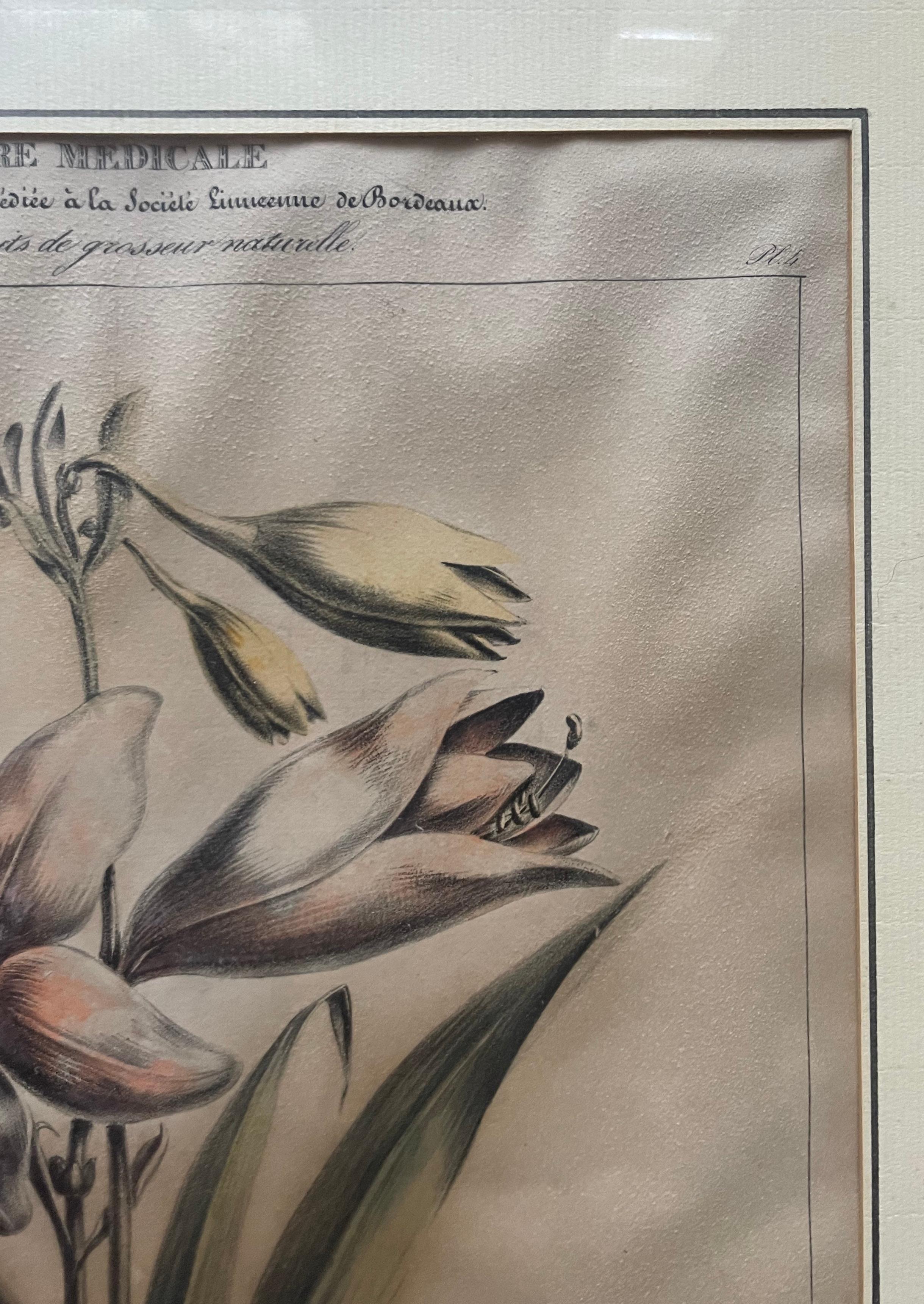 Dos litografías botánicas, Flora de América en venta 9