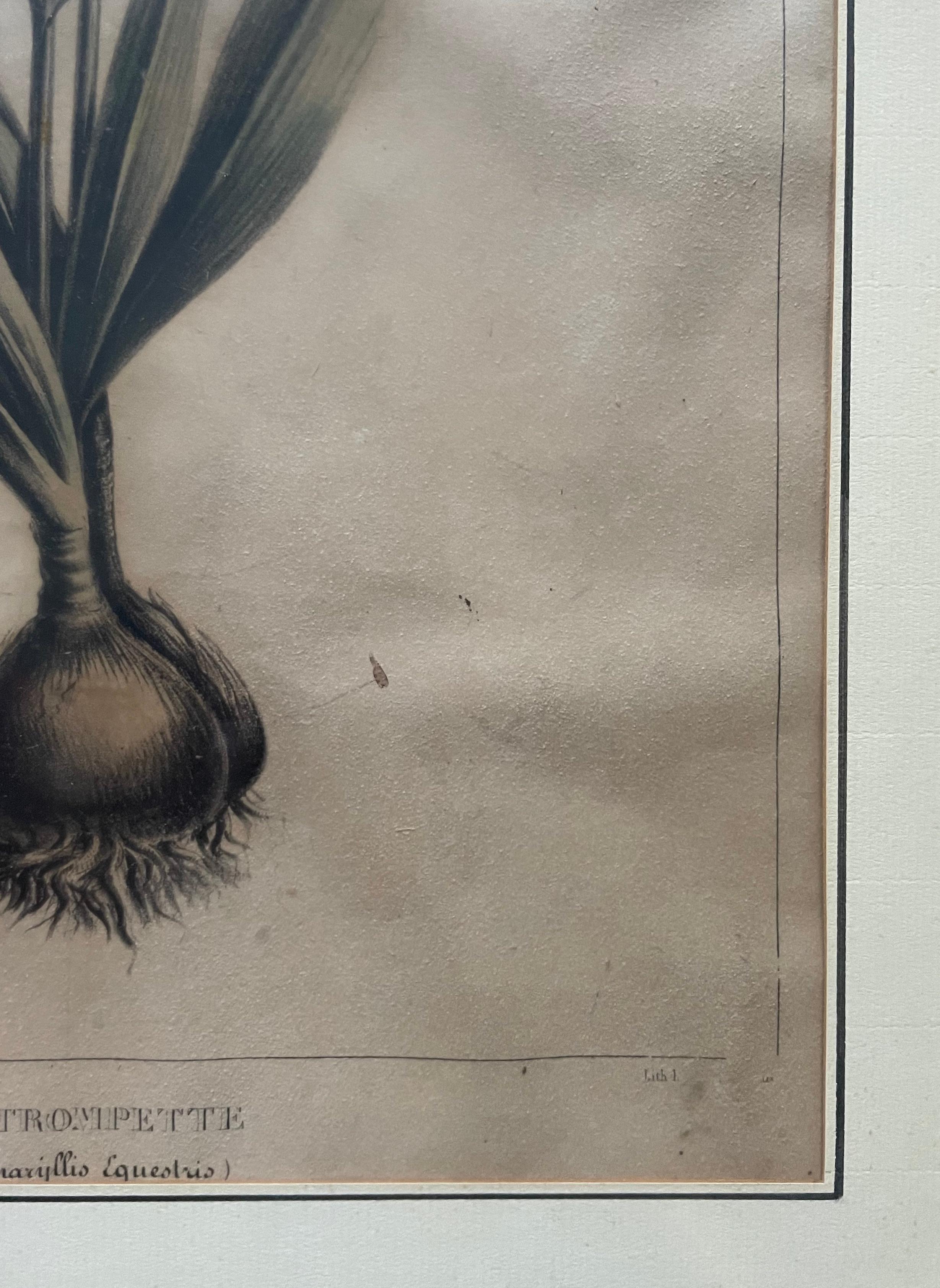 Dos litografías botánicas, Flora de América en venta 10