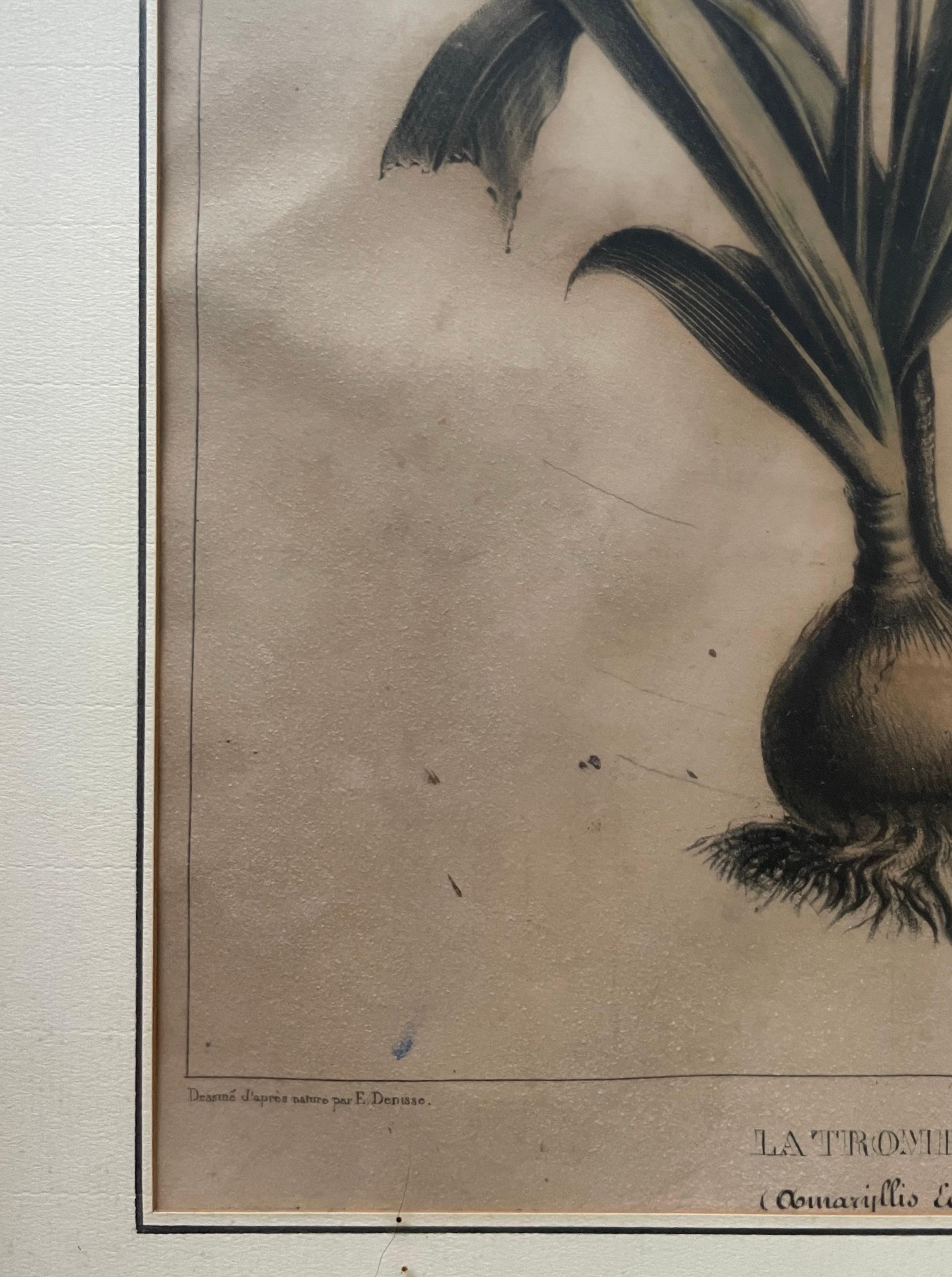Dos litografías botánicas, Flora de América en venta 11