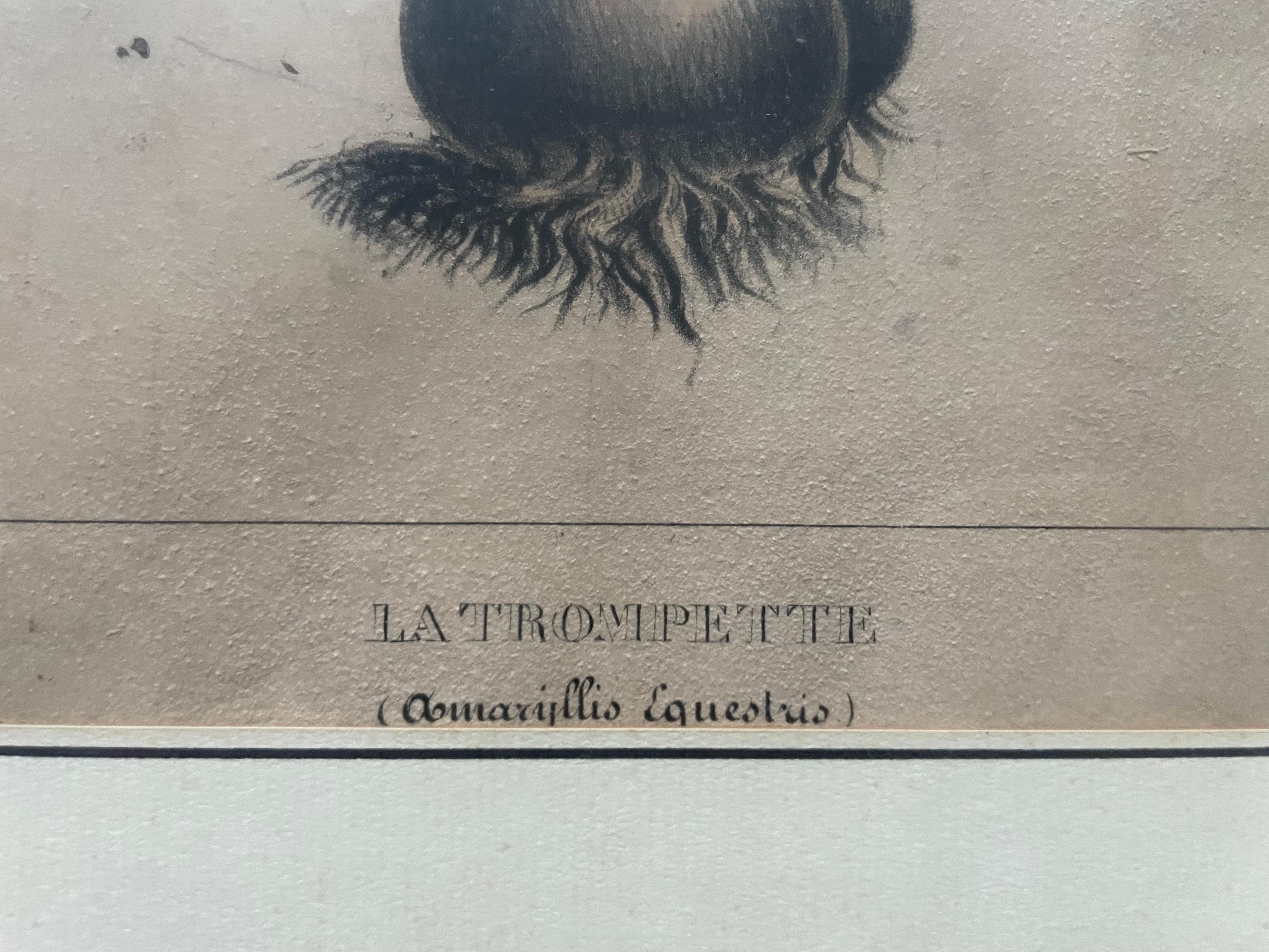 Dos litografías botánicas, Flora de América en venta 12