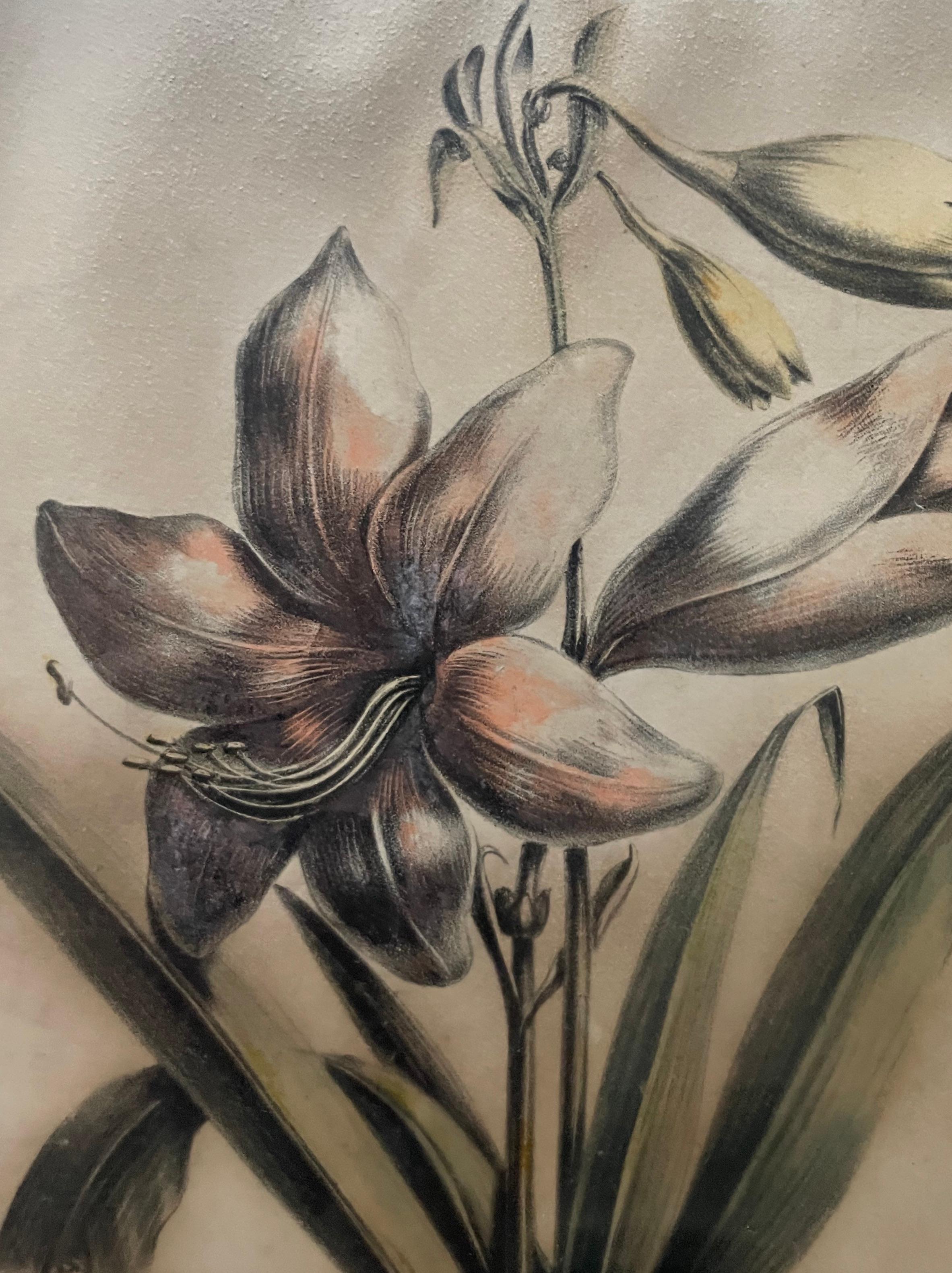 Dos litografías botánicas, Flora de América en venta 14